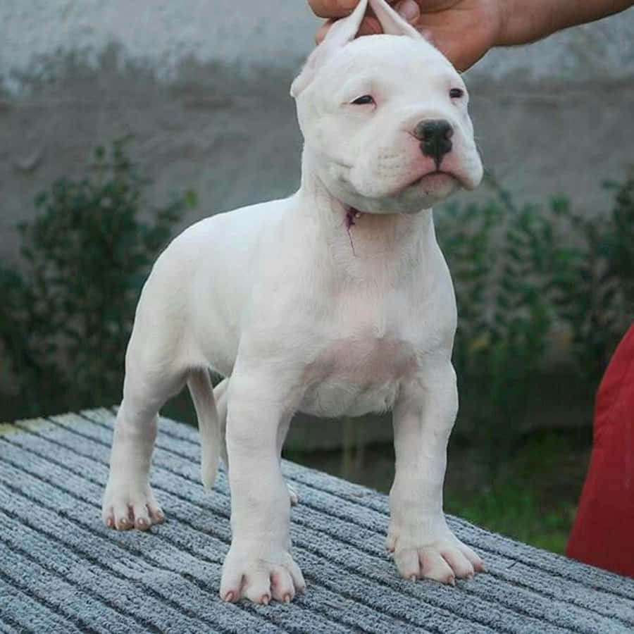 Dogo Argentino 桌布 壁紙 — 一隻被剪耳的白狗站在灰色紋理表面上保持警覺，一隻手輕輕地握住牠的耳朵。