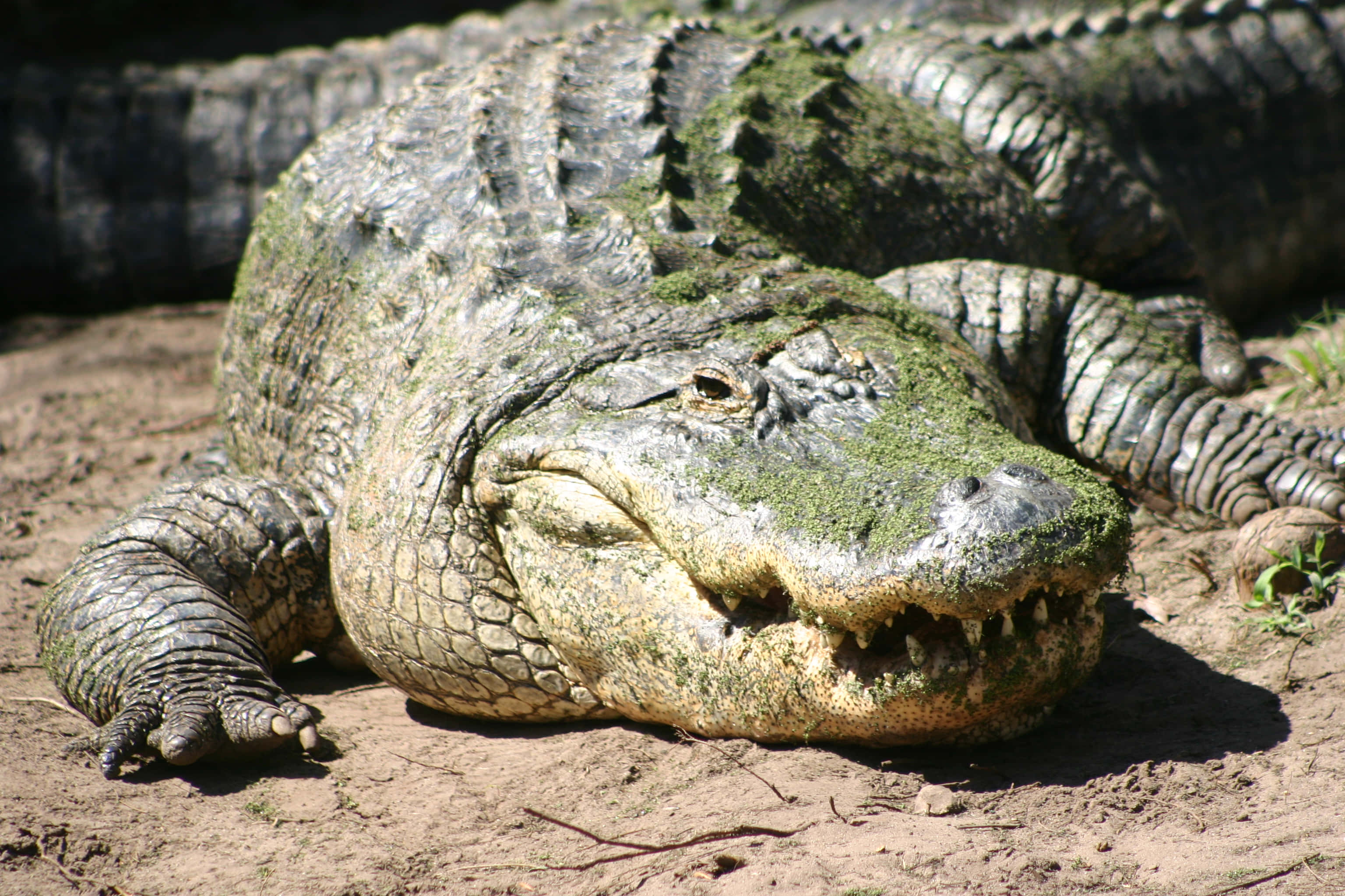 Alligator 桌布 壁紙 — 一隻被苔蘚覆蓋的大型凱門鱷在陽光照耀的泥濘地面上休息，嘴巴微微張開，露出鋒利的牙齒。