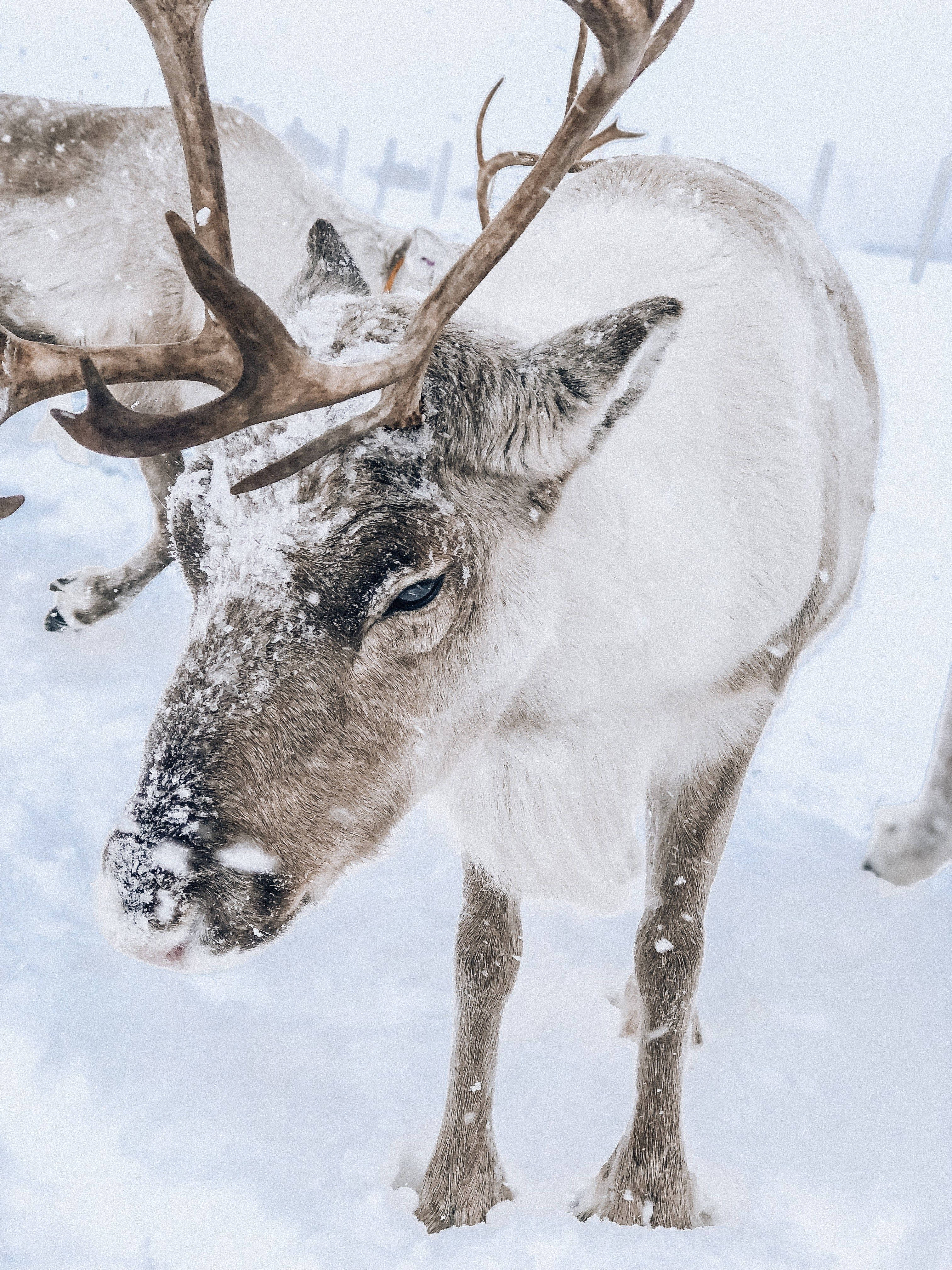 馴鹿 桌布 壁紙 — 一隻被雪覆蓋、長著大角的馴鹿的近距離特寫，牠站在冬季景觀中，雪花輕輕飄落在周圍。