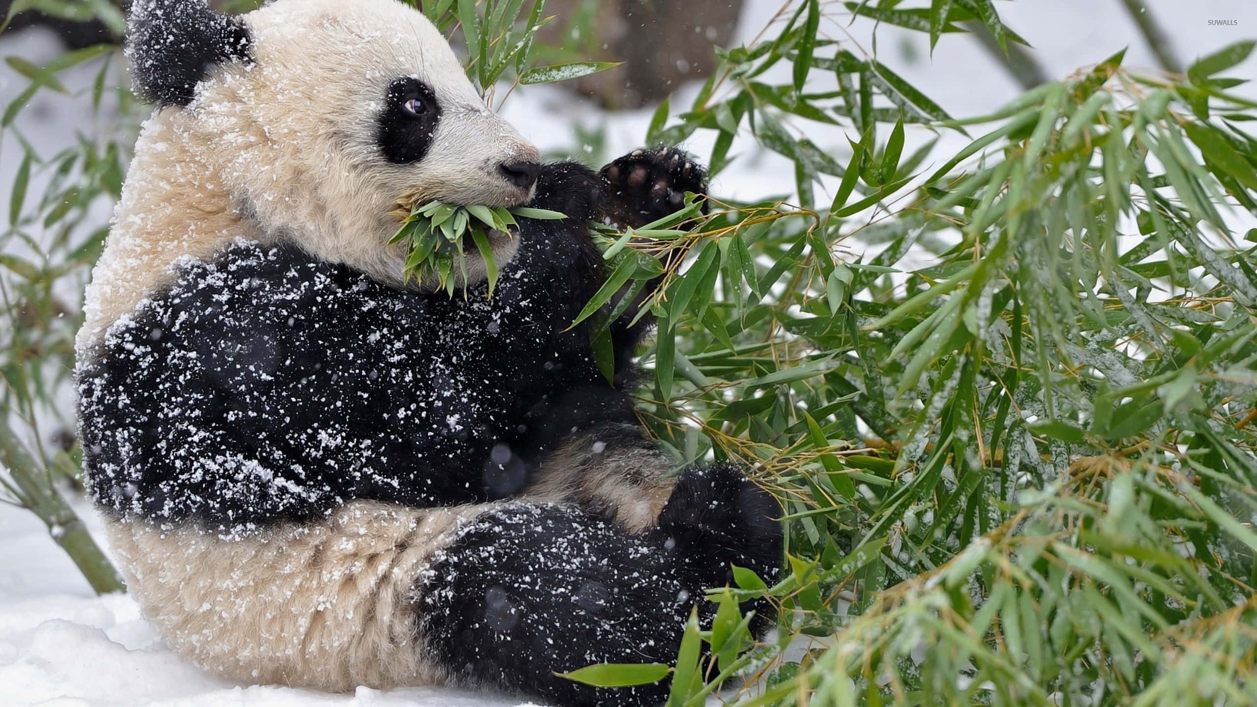 熊貓 桌布 壁紙 — 一隻被雪覆蓋的大熊貓在冬季森林裡滿足地坐著吃竹子。