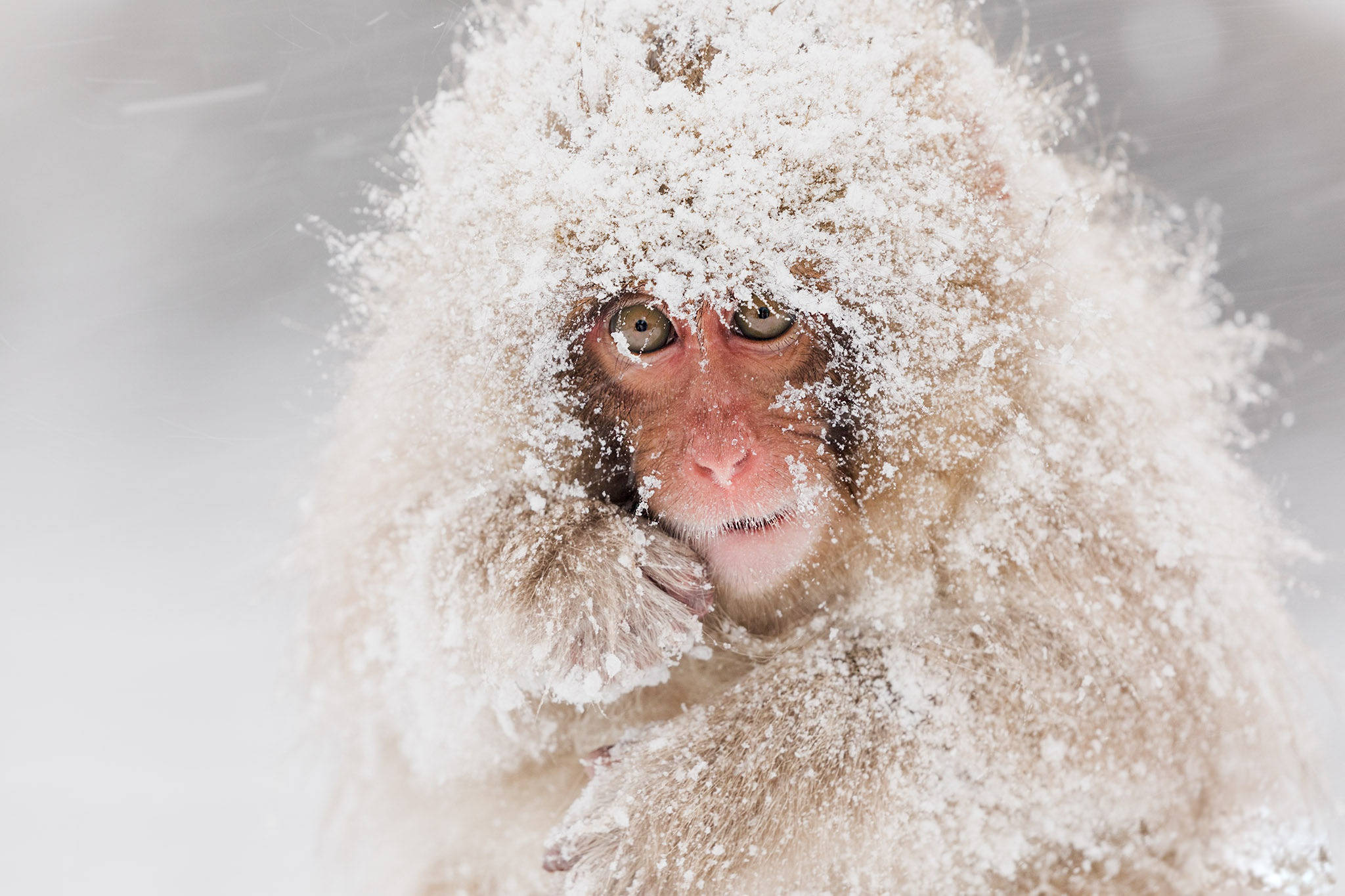 猴子 桌布 壁紙 — 一隻被雪覆蓋的雪猴在冬日朦朧中透過飄落的雪花專注地凝視。