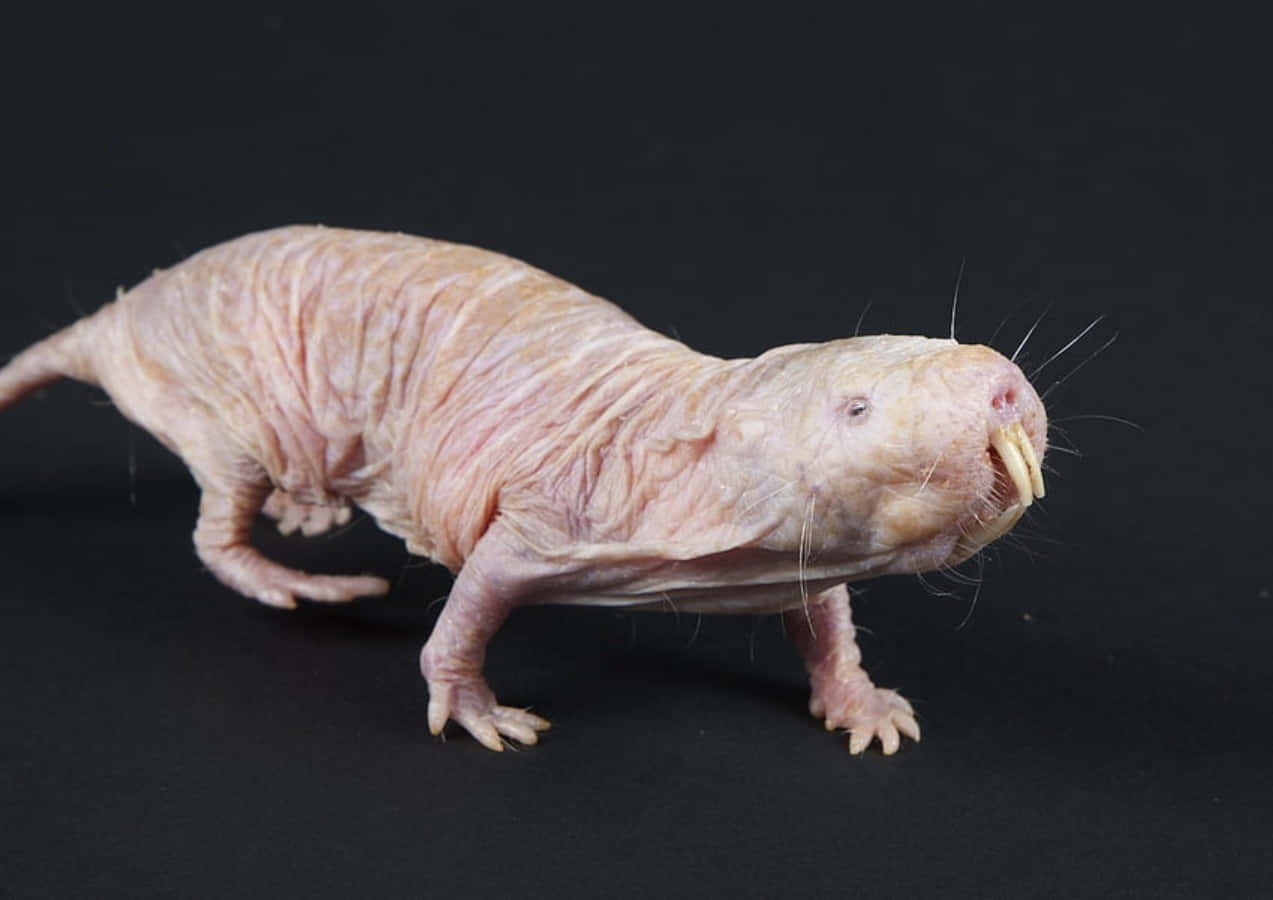 Rat 桌布 壁紙 — 一隻裸鼴鼠在黑色背景上警覺地站立，顯示出皺紋的粉紅色皮膚和突出的牙齒。