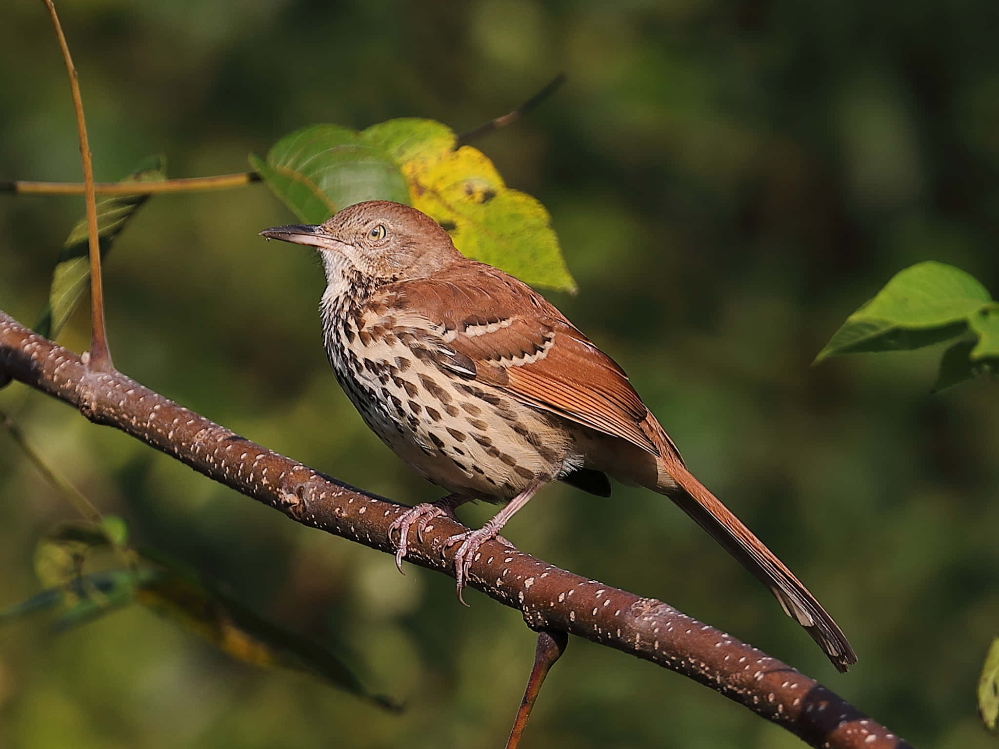 Brown Thrasher 桌布 壁紙 — 一隻褐矢嘲鶇棲息在紋理分明的樹枝上，周圍是沐浴在溫暖陽光中的柔軟綠色樹葉。