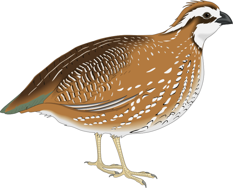 Quail 桌布 壁紙 — 一隻褐色斑點羽毛、白色腹部的鵪鶉站在黑色背景前的詳細插圖。