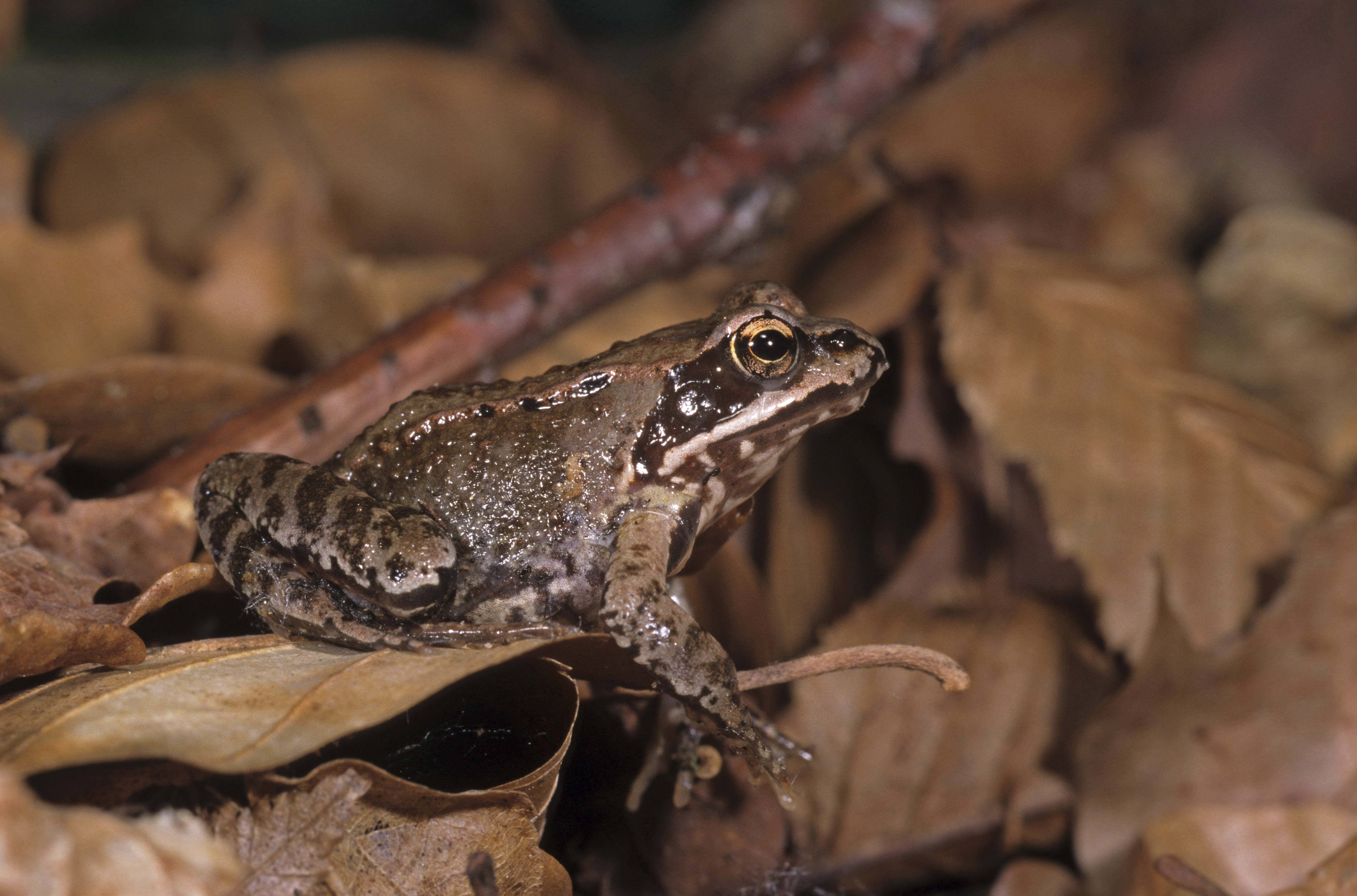 Frog 桌布 壁紙 — 一隻褐色斑點青蛙警覺地棲息在乾燥的秋葉床上，沐浴在柔和自然光下。