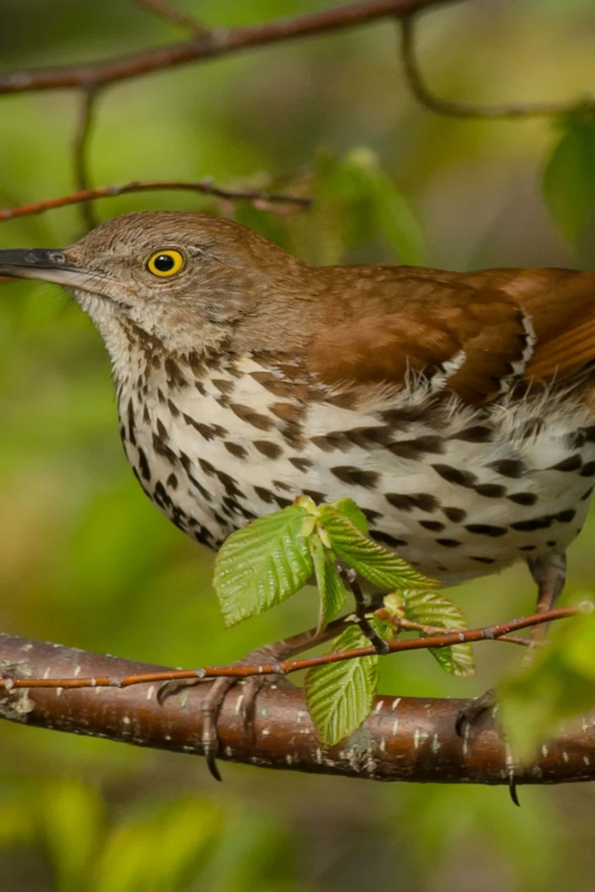 Brown Thrasher 桌布 壁紙 — 一隻褐色斑點鳥的特寫，有明亮的黃色眼睛，棲息在有新鮮綠葉的樹枝上。