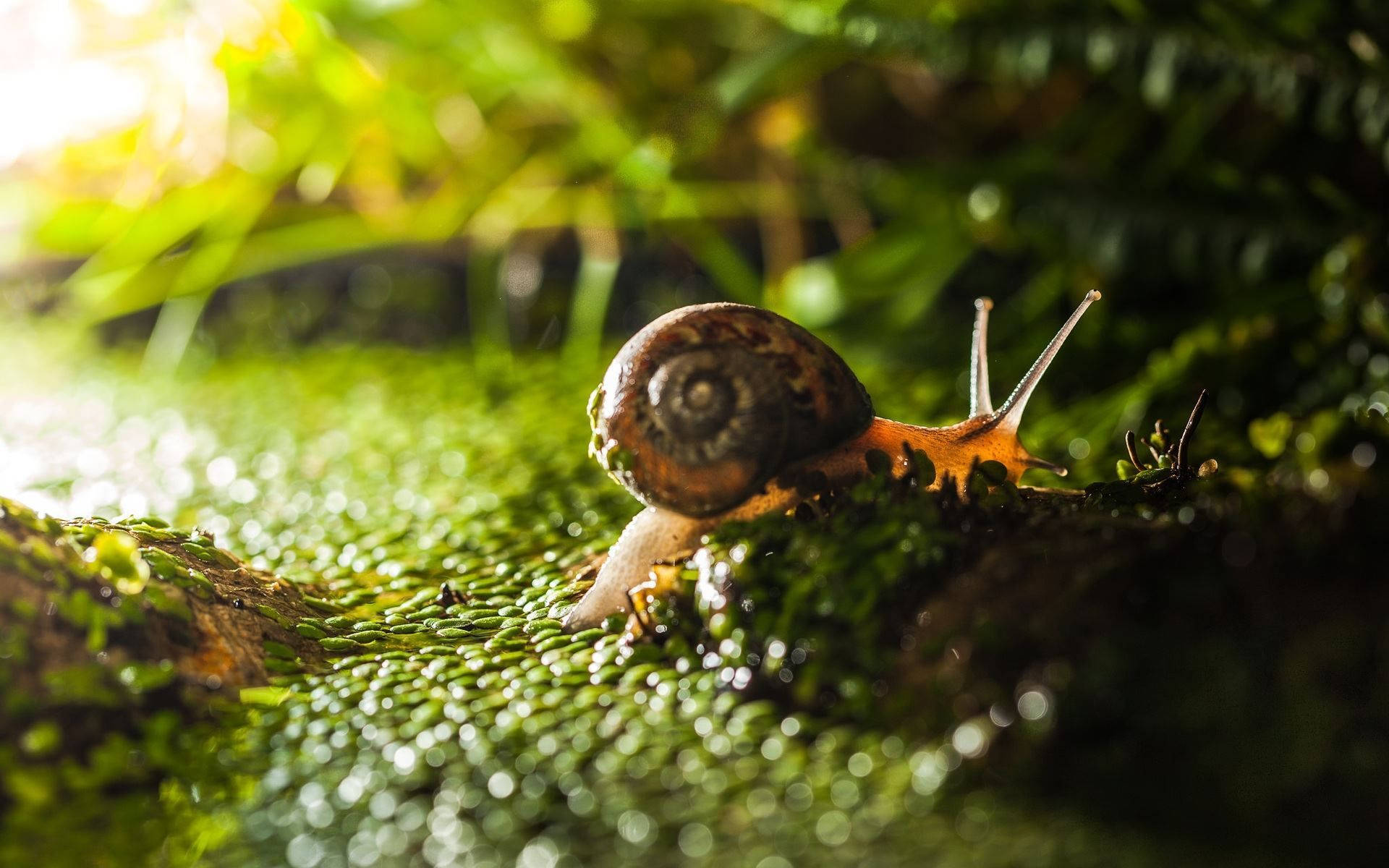 動物 桌布 壁紙 — 一隻褐色殼蝸牛在柔和陽光下爬行於鮮綠色苔蘚上的特寫。
