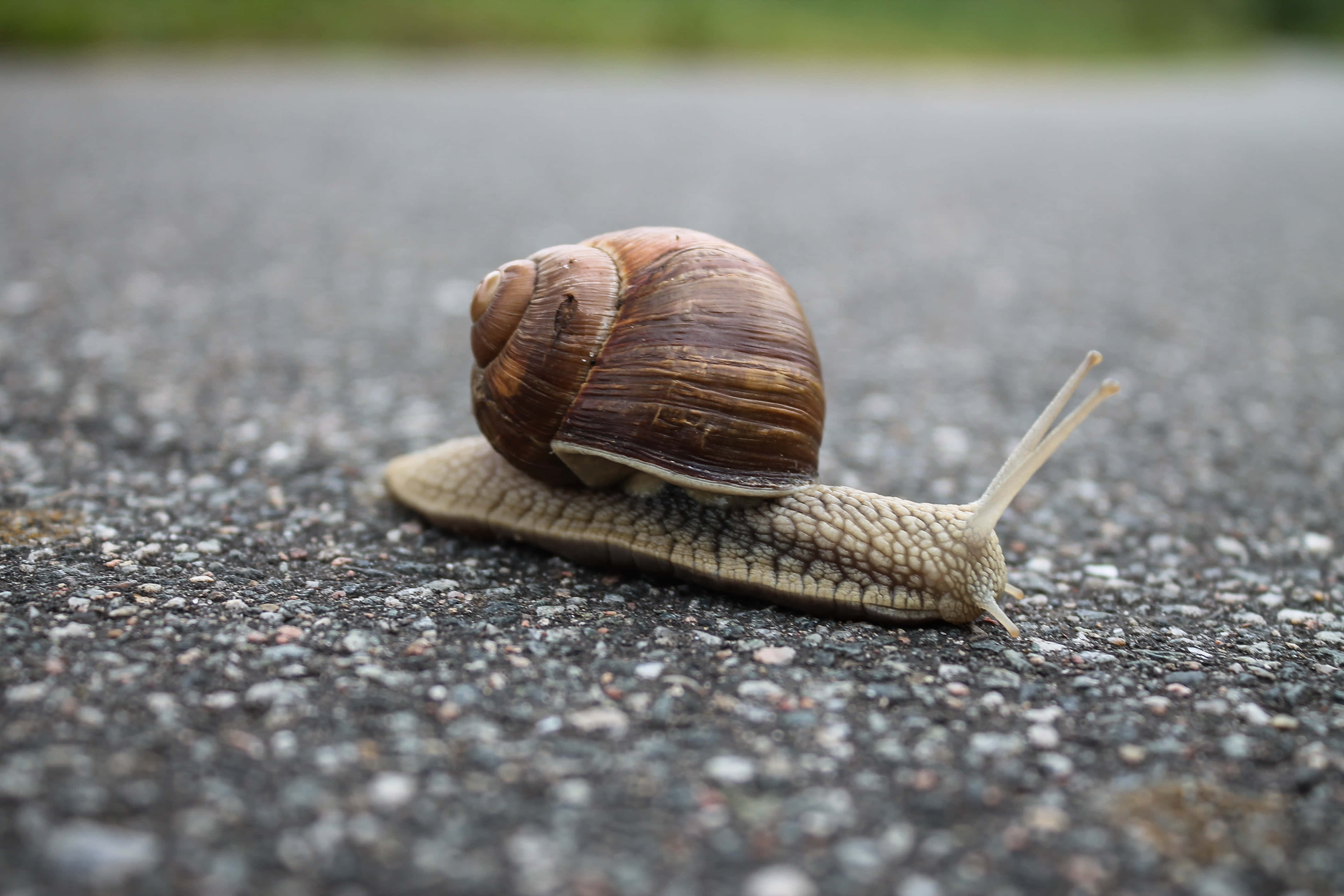 Snail 桌布 壁紙 — 一隻褐色殼蝸牛在紋理瀝青路面上緩慢爬行的特寫。