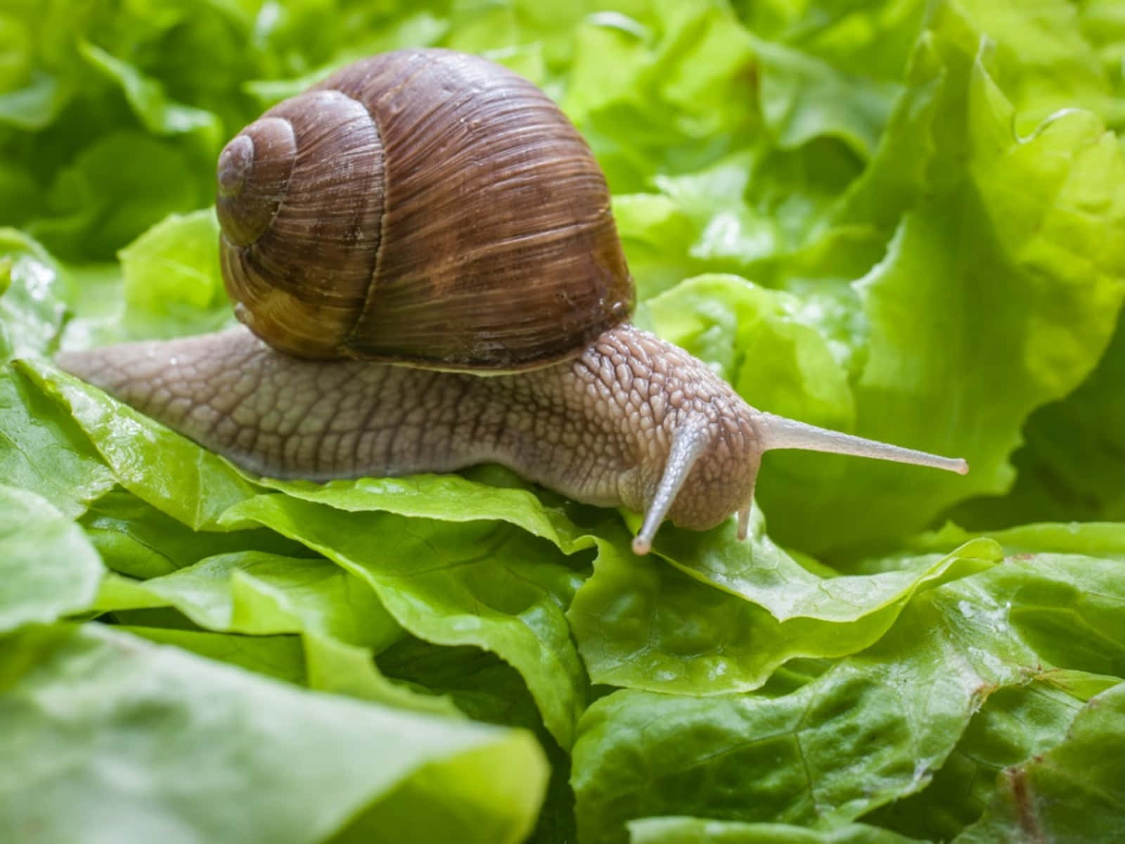 Snail 桌布 壁紙 — 一隻褐色殼蝸牛在鮮綠色生菜葉上緩慢爬行的特寫。