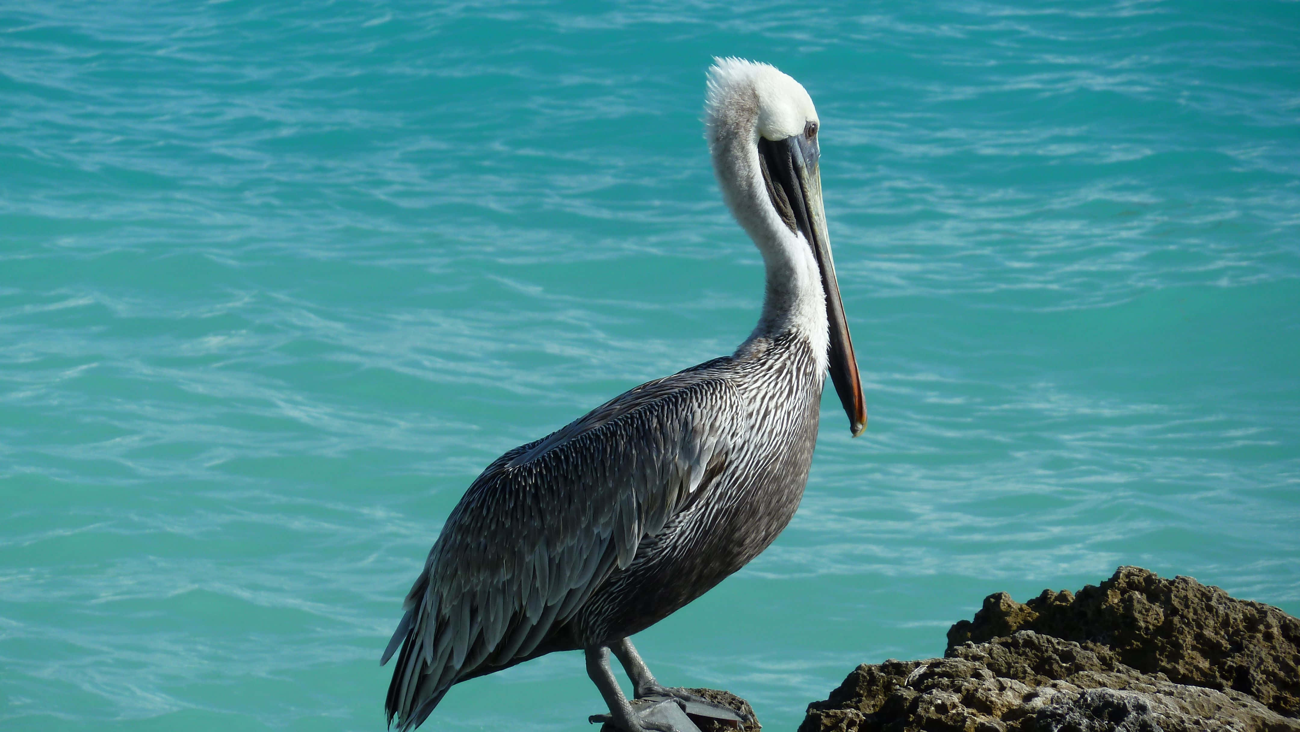 Pelicans 桌布 壁紙 — 一隻褐色的鵜鶘站在岩石上，背景是鮮豔的藍綠色海水，在明亮的日光下。