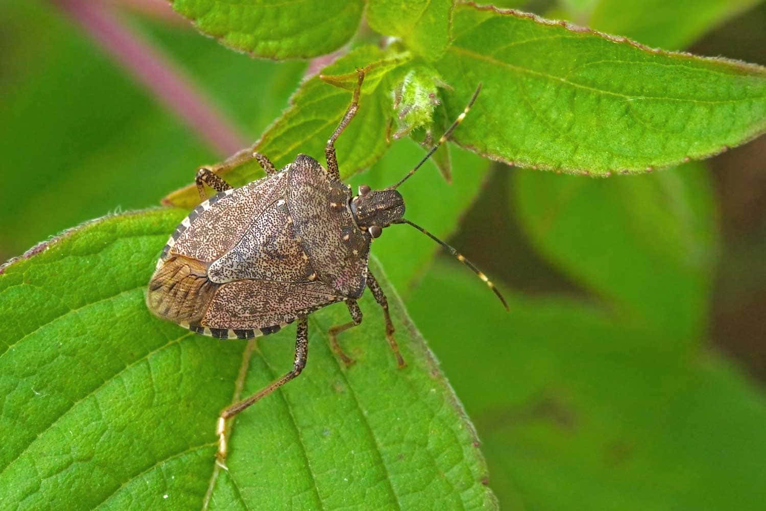 bug 桌布 壁紙 — 一隻褐色臭蟲棲息在充滿活力的綠葉上的詳細特寫，葉脈和絨毛質感清晰可見。
