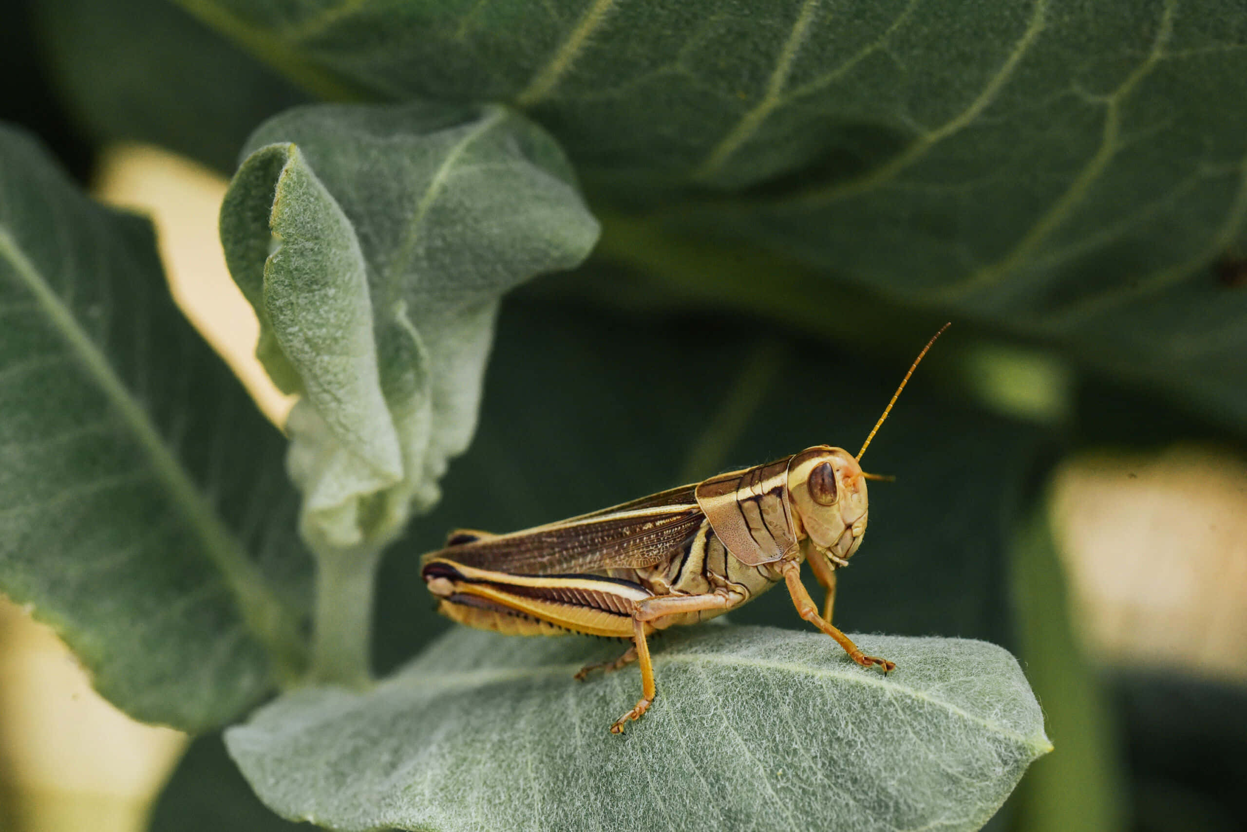 Grasshopper 桌布 壁紙 — 一隻褐色蚱蜢棲息在柔軟綠葉上的特寫照片，背景為模糊的樹葉。