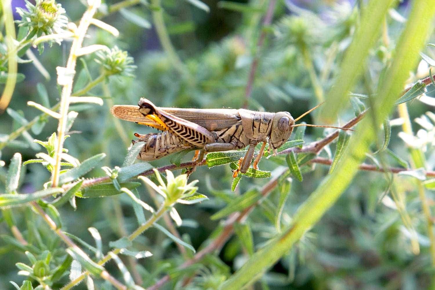 Grasshopper 桌布 壁紙 — 一隻褐色蚱蜢棲息在綠色葉子上的詳細特寫，背景植物模糊。