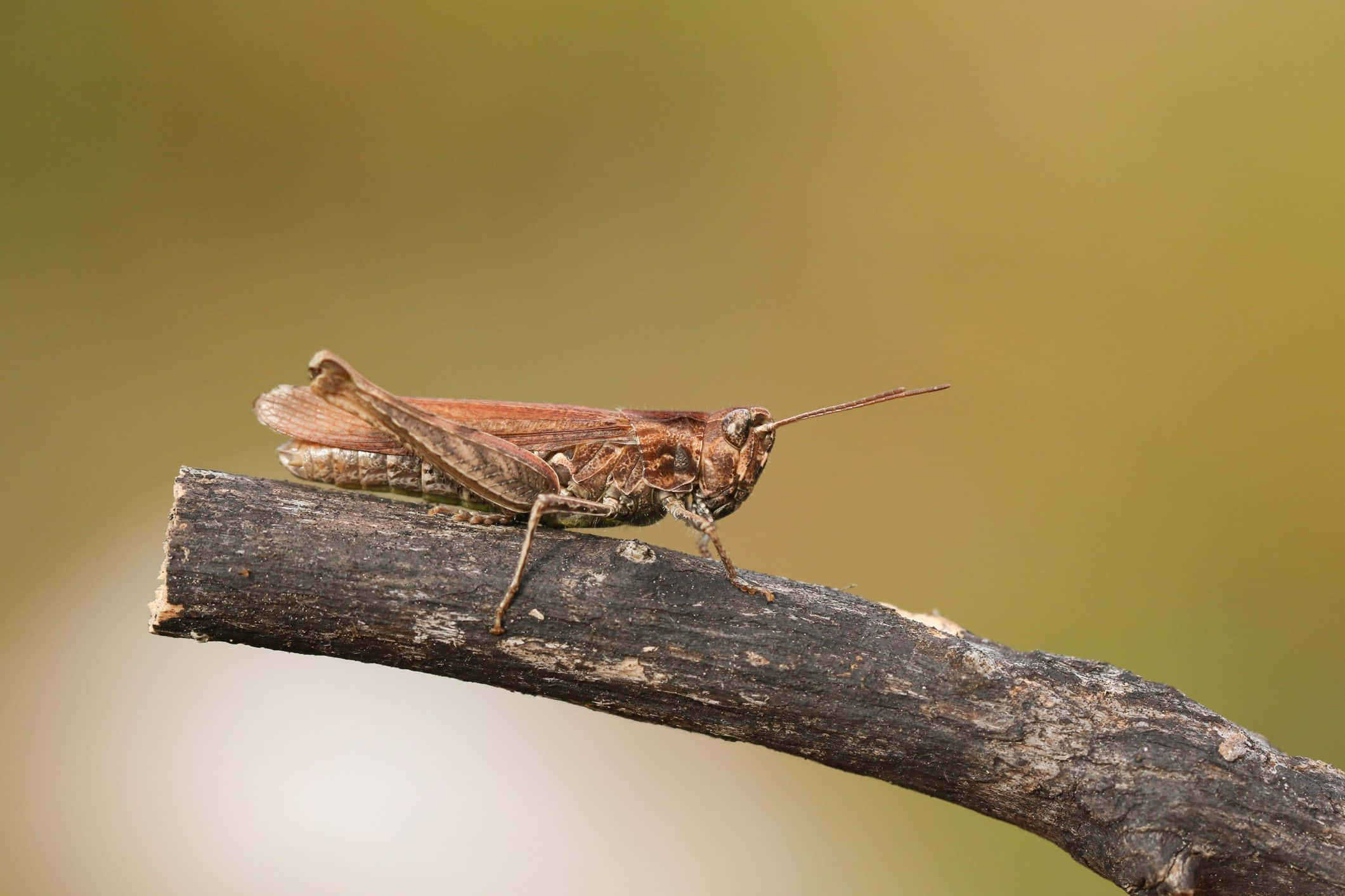 Grasshopper 桌布 壁紙 — 一隻褐色蚱蜢棲息在風化樹枝上的詳細特寫，背景是柔和模糊的綠色。