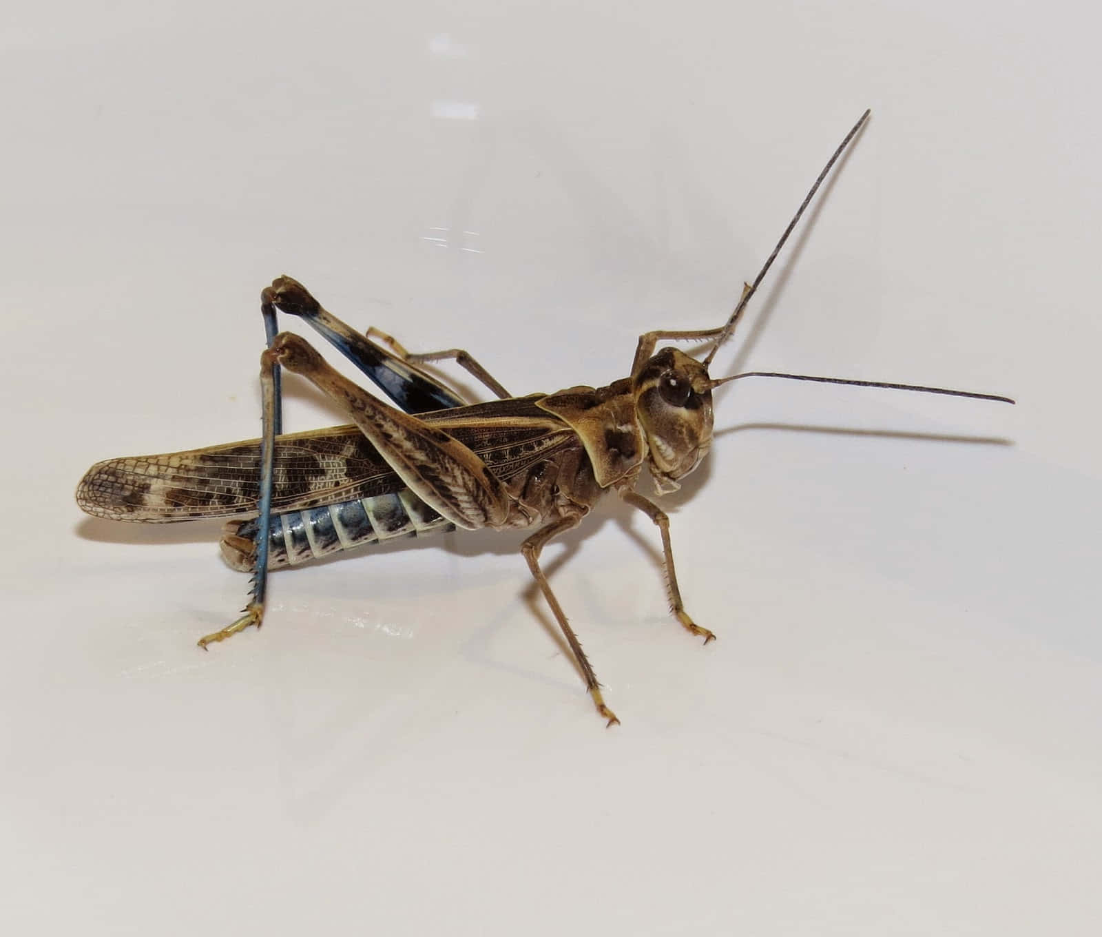 Grasshopper 桌布 壁紙 — 一隻褐色蚱蜢的詳細特寫，擁有長觸角和帶圖案的翅膀，停留在純白色表面上。