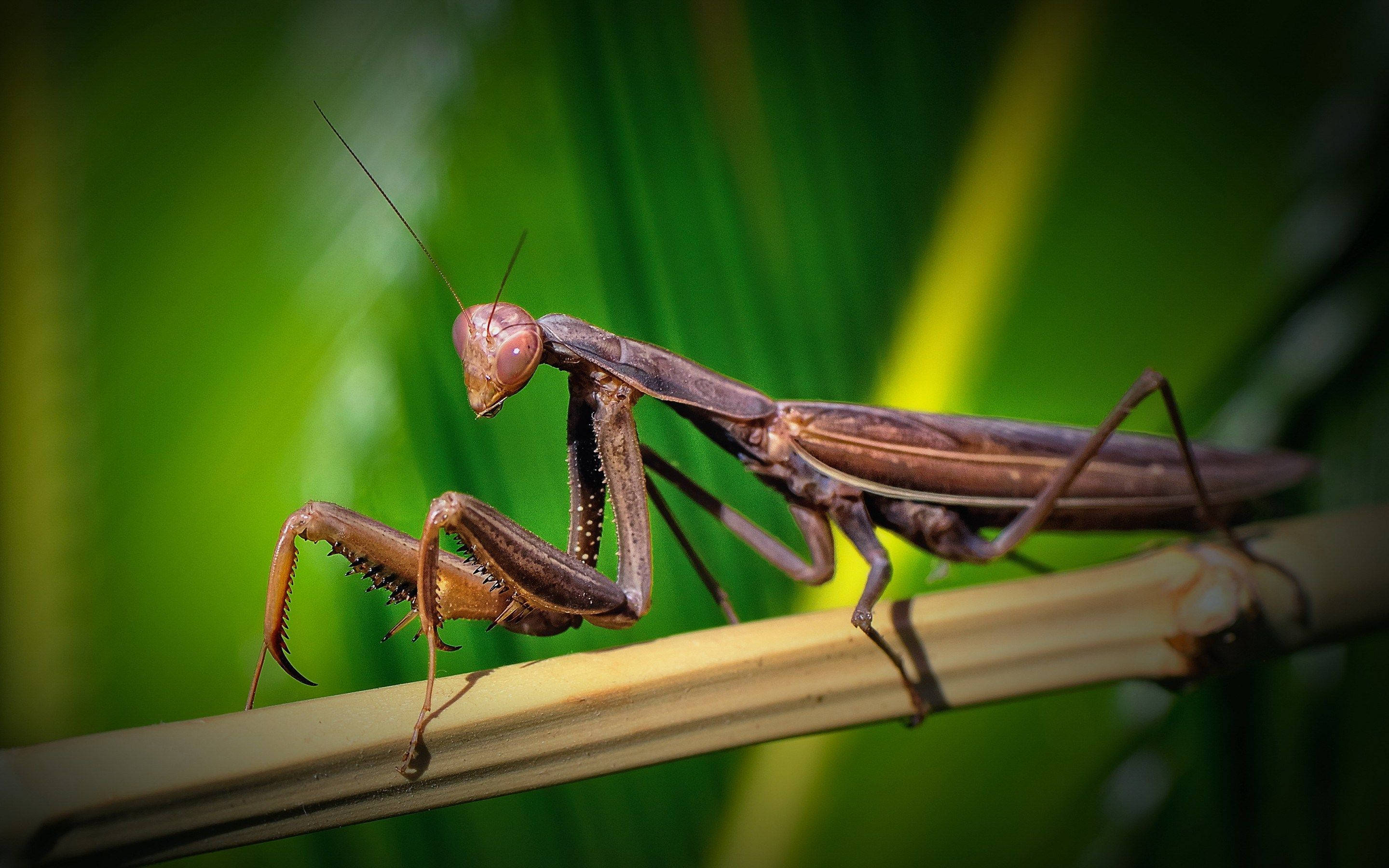praying mantis 桌布 壁紙 — 一隻褐色螳螂棲息在竹莖上，背景是充滿活力的綠色樹葉，細節特寫。