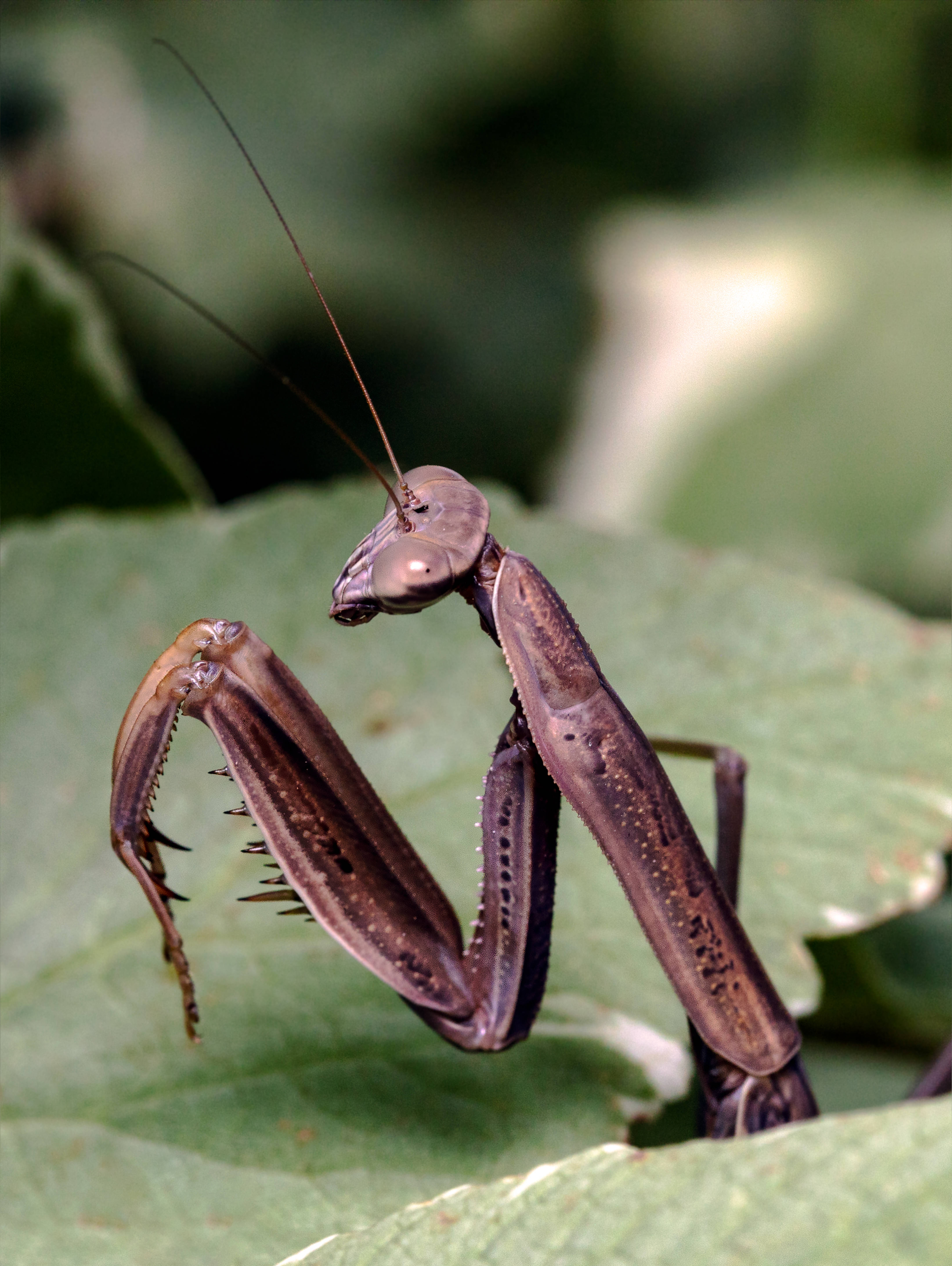 Insect 桌布 壁紙 — 一隻褐色螳螂棲息在綠葉上的特寫，背景為模糊的樹葉。
