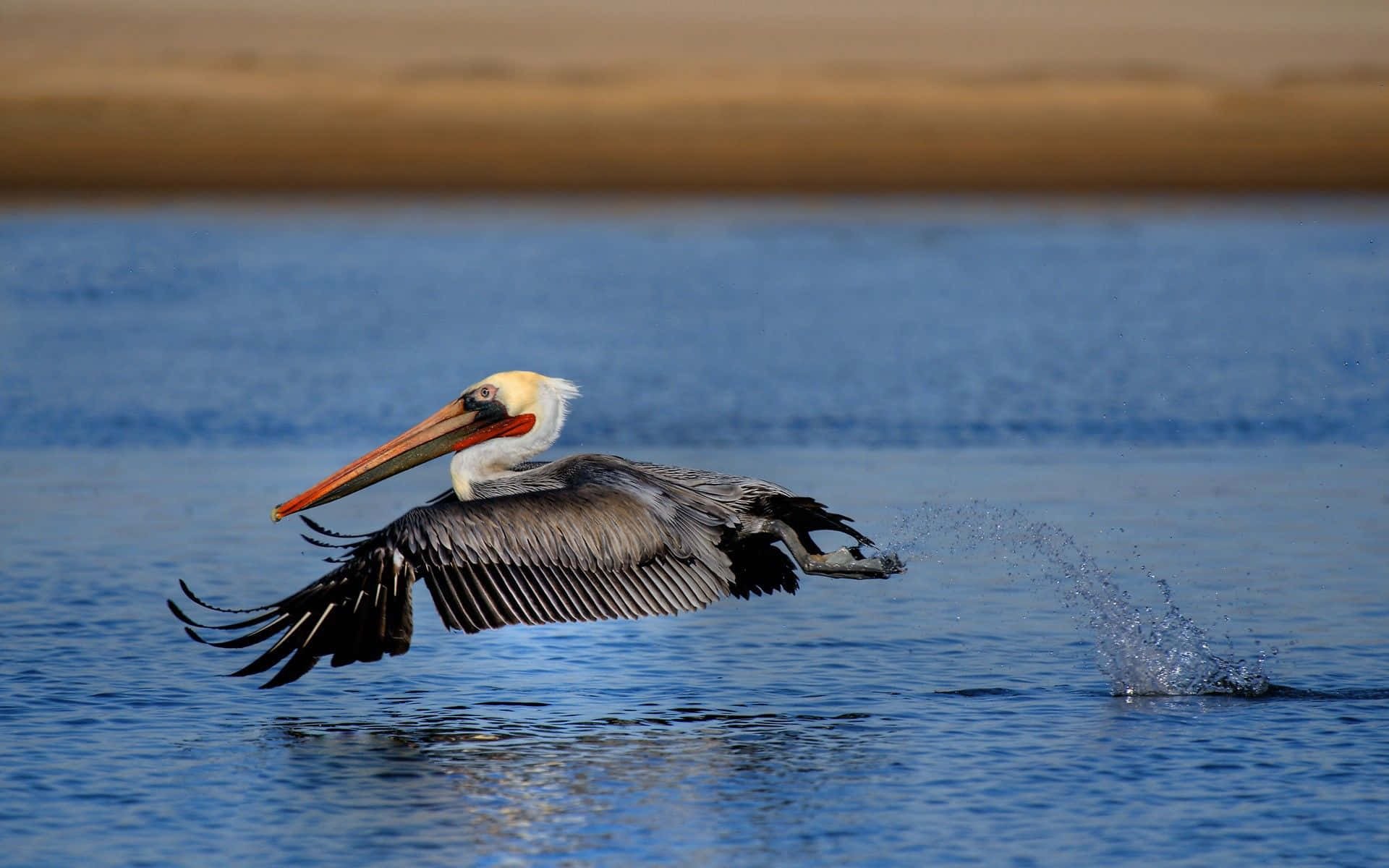 Pelicans 桌布 壁紙 — 一隻褐色鵜鶘在平靜的藍色水面上低飛，翅膀張開，身後濺起水花。