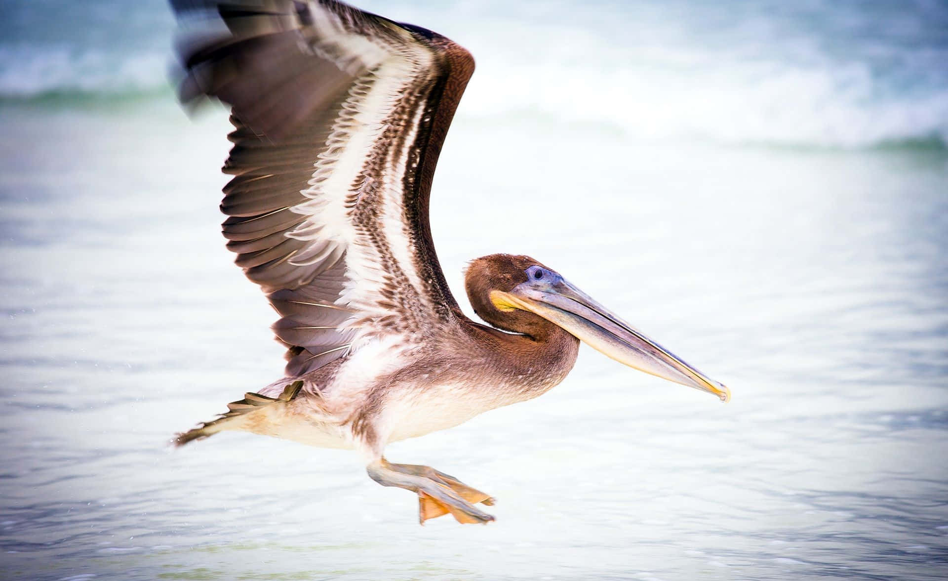 Pelicans 桌布 壁紙 — 一隻褐色鵜鶘在海洋波浪上空低飛，翅膀張開，襯著明亮的天空。