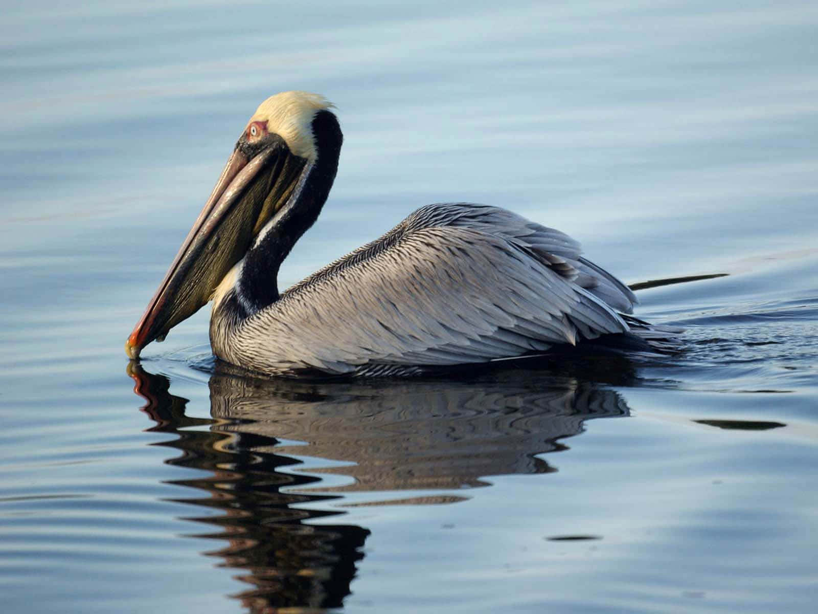 Pelicans 桌布 壁紙 — 一隻褐色鵜鶘在玻璃般的藍色水面上平靜地滑行，其倒影在柔和的金色光線下泛起漣漪。