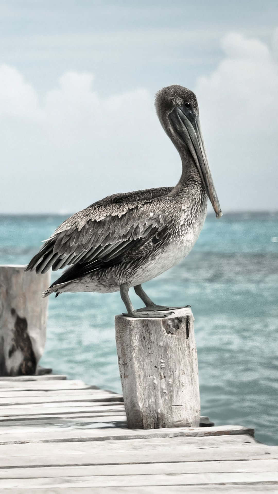 Pelicans 桌布 壁紙 — 一隻褐色鵜鶘平靜地棲息在海邊碼頭一根風化的木柱上，背後是碧綠色的海洋。
