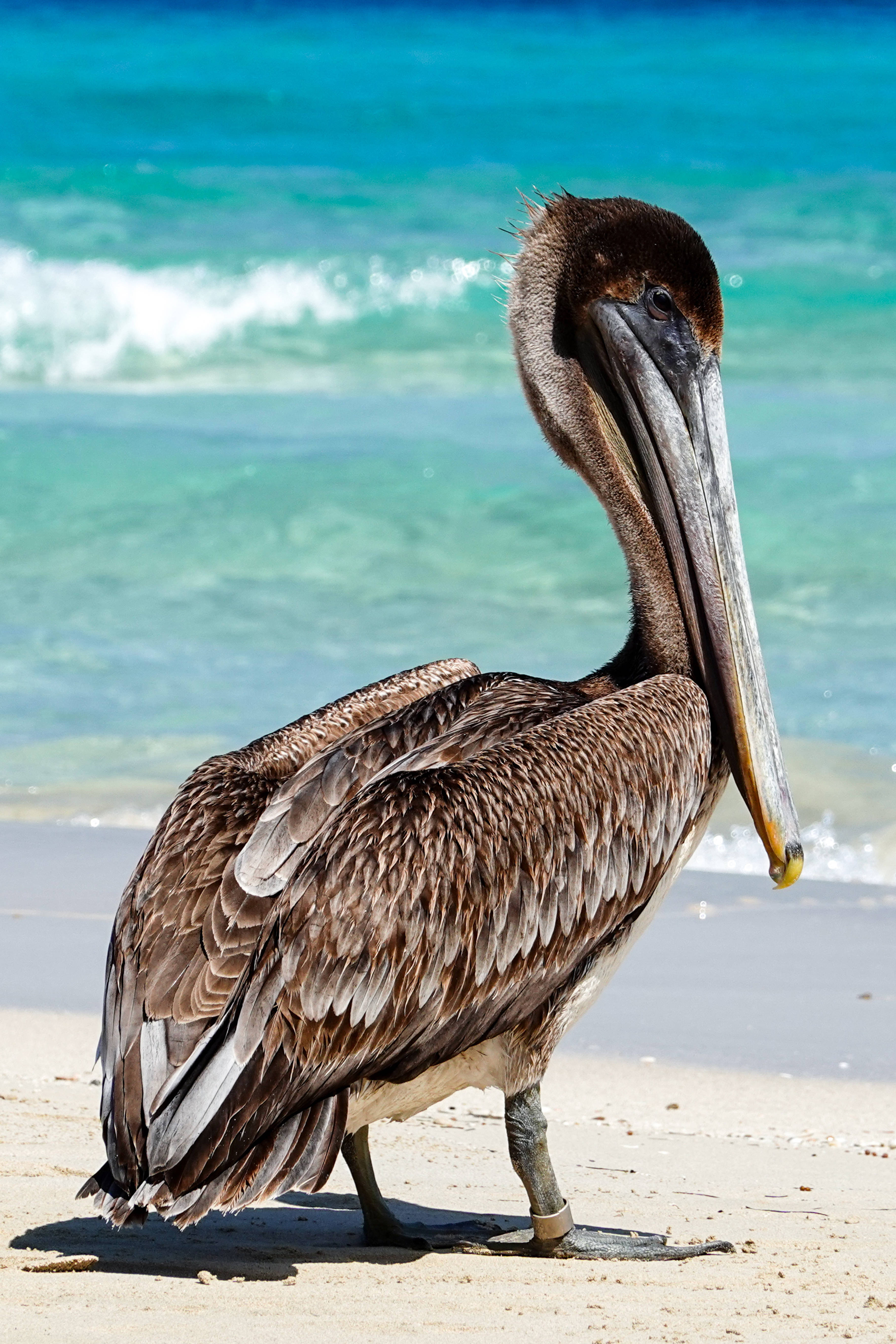 birds 桌布 壁紙 — 一隻褐色鵜鶘站在沙灘上，背後是碧綠的海浪在燦爛陽光下拍打。