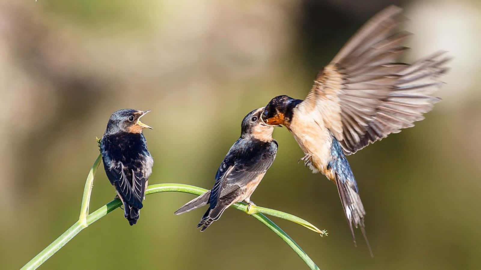 birds 桌布 壁紙 — 一隻親燕在飛行中餵食兩隻飢餓的雛鳥，牠們棲息在綠色莖上，背景柔和模糊。