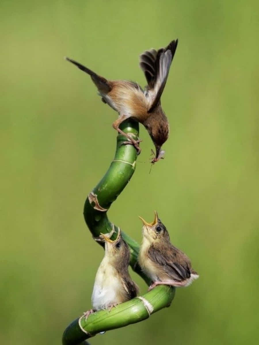 birds 桌布 壁紙 — 一隻親鳥棲息在彎曲的竹莖上，在柔和的綠色背景下餵食下方三隻張開喙的雛鳥。