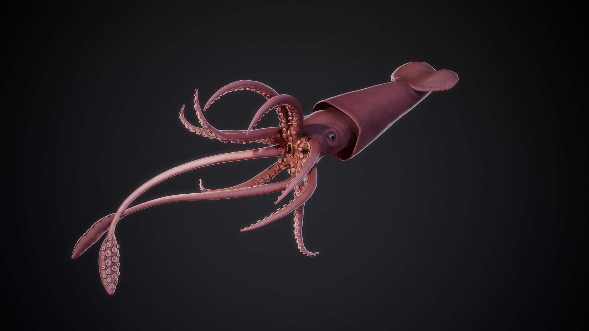 Giant Squid 桌布 壁紙 — 一隻詳細的3D渲染魷魚，帶有紅粉色的觸手和吸盤，在深色漸變背景上滑行。