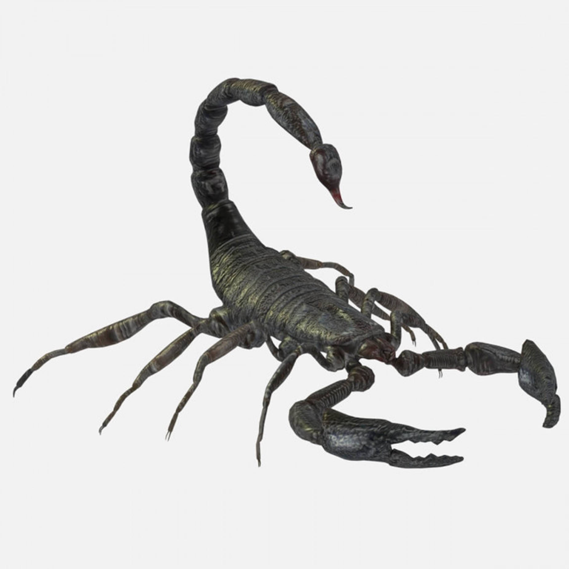 wildlife 桌布 壁紙 — 一隻詳細的3D渲染黑色蠍子，彎曲的尾巴翹起，背景為純白色。