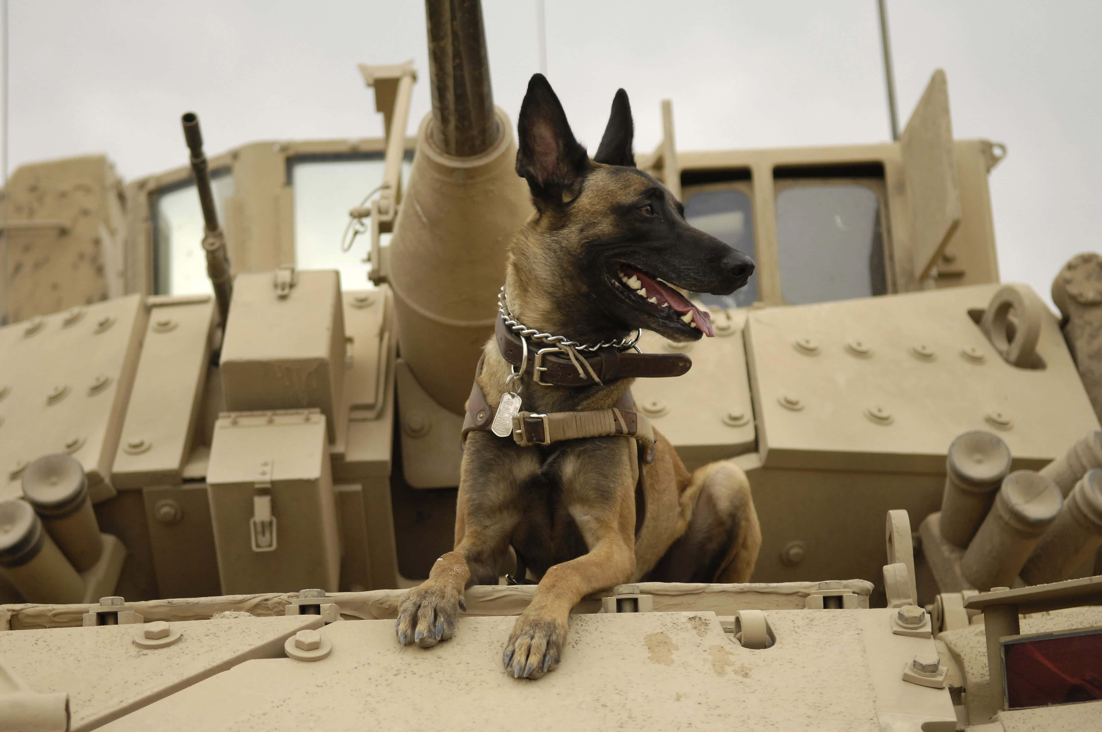 German Shepherd 桌布 壁紙 — 一隻警覺的比利時瑪連萊軍犬坐在棕褐色裝甲車上，伸出舌頭，豎起耳朵。