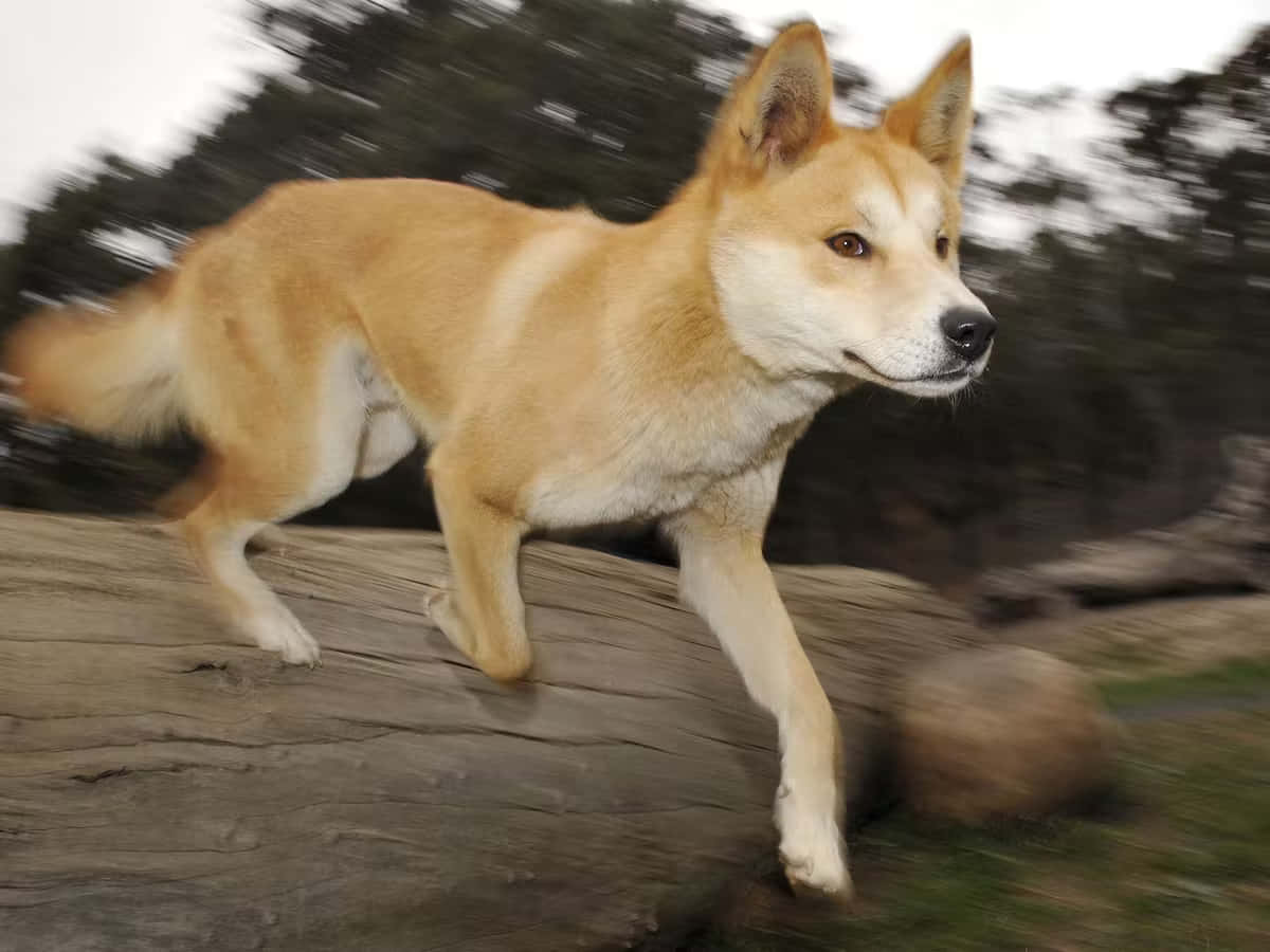 Dingo 桌布 壁紙 — 一隻警覺的黃褐色澳洲野狗自信地走過一條風化的木頭，背景是動態模糊的森林。