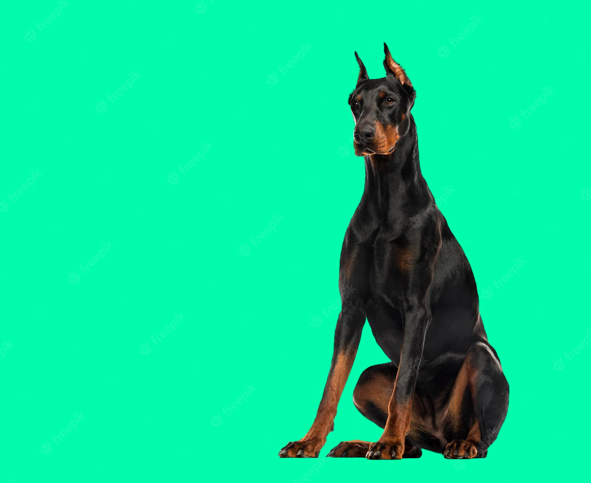 Dog Desktop 桌布 壁紙 — 一隻警覺的黑褐色杜賓犬坐在充滿活力的青綠色背景前。