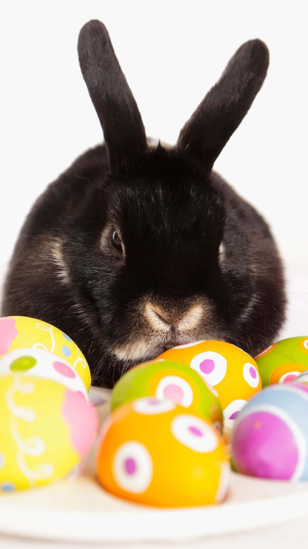 Easter Bunny 桌布 壁紙 — 一隻豎起耳朵的黑兔坐在白色表面上，周圍是色彩鮮豔、帶圖案的復活節蛋。