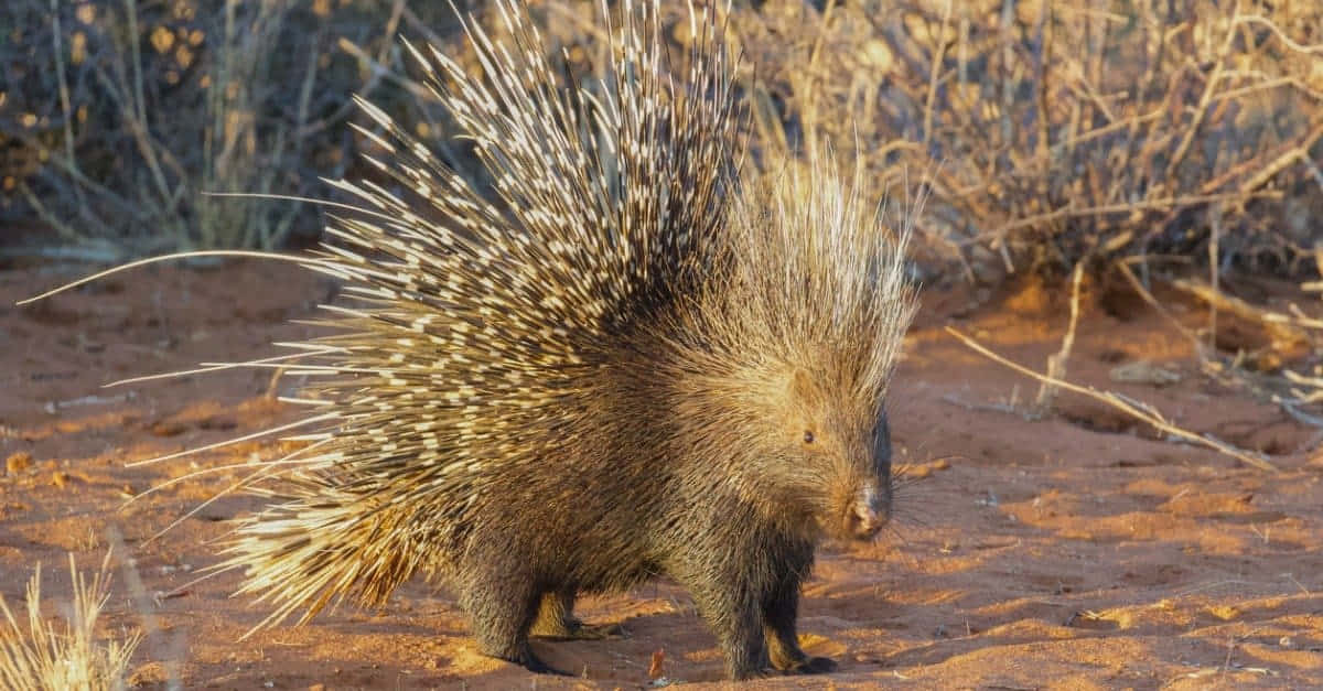Porcupine 桌布 壁紙 — 一隻豪豬在乾燥的紅土上警覺地站立，尖刺在溫暖的金色光芒中閃耀。
