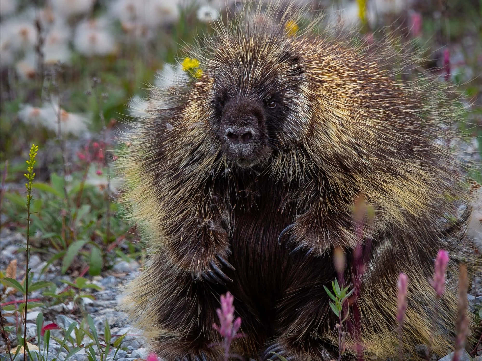 Porcupine 桌布 壁紙 — 一隻豪豬豎起刺毛，警覺地坐在自然環境中的野花和碎石之間。