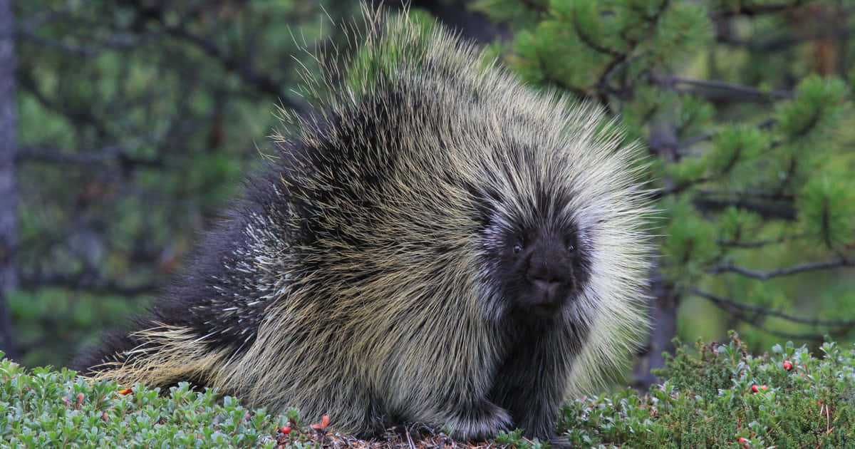 Porcupine 桌布 壁紙 — 一隻豪豬豎起剛毛，警覺地坐在一片由綠色松樹和低矮灌木組成的森林中。