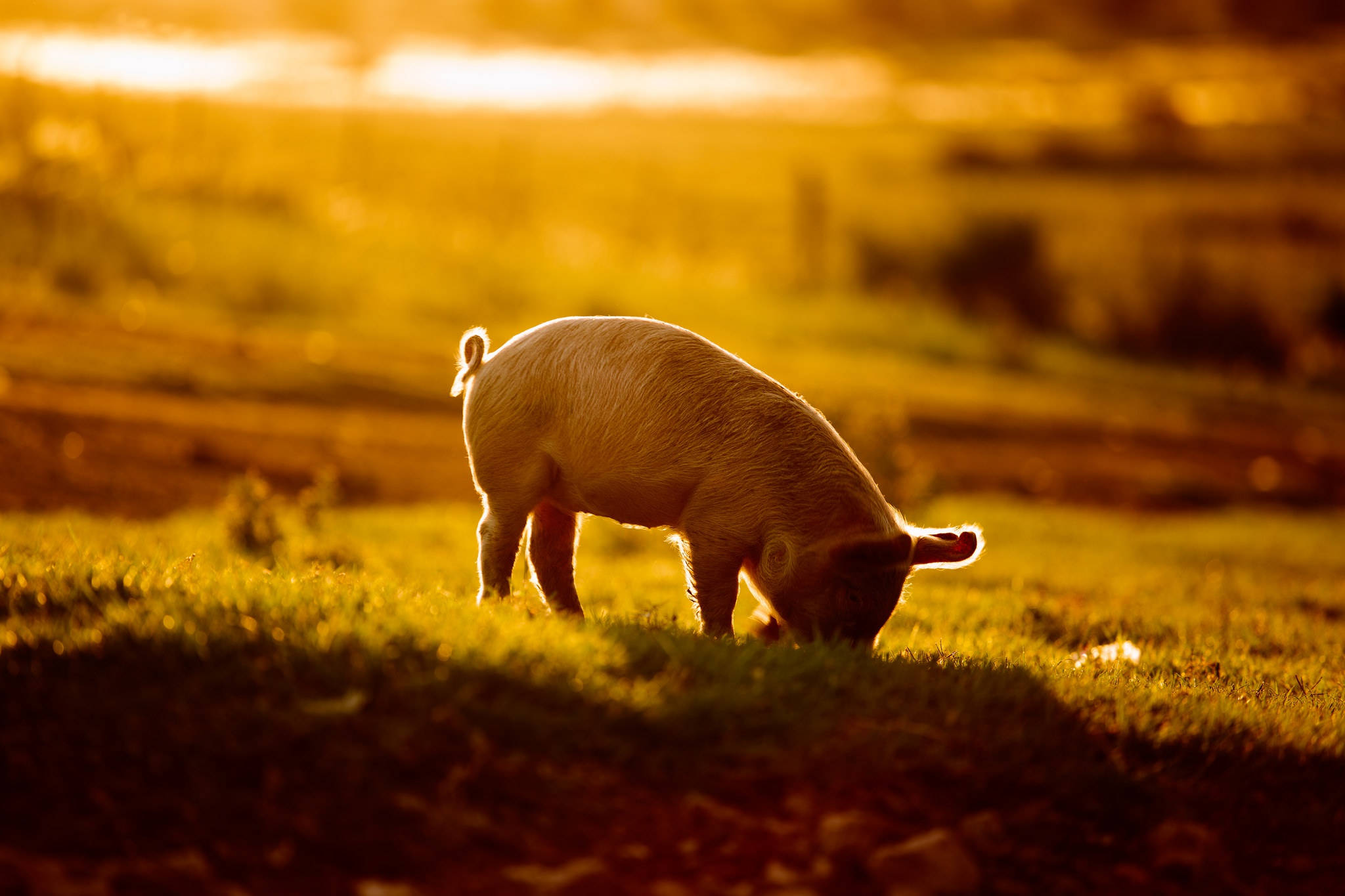 Pig 桌布 壁紙 — 一隻豬在陽光明媚的田野中平靜地吃草，金色時刻的光芒將草地染上溫暖的色調。