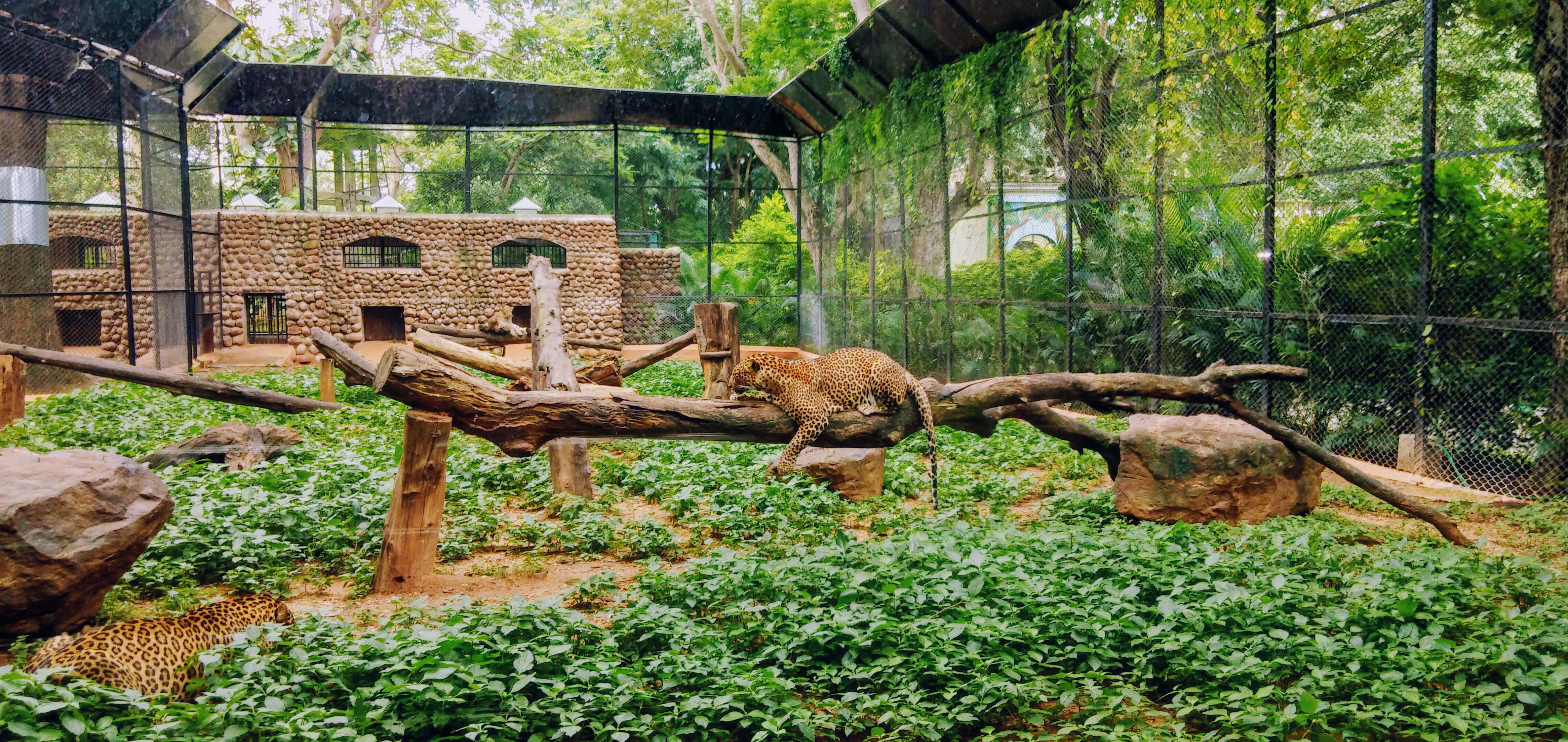 Zoo Animals 桌布 壁紙 — 一隻豹在一個綠意盎然的動物園圍欄裡，在一根倒下的木頭上休息，周圍是茂密的樹葉和石頭結構。