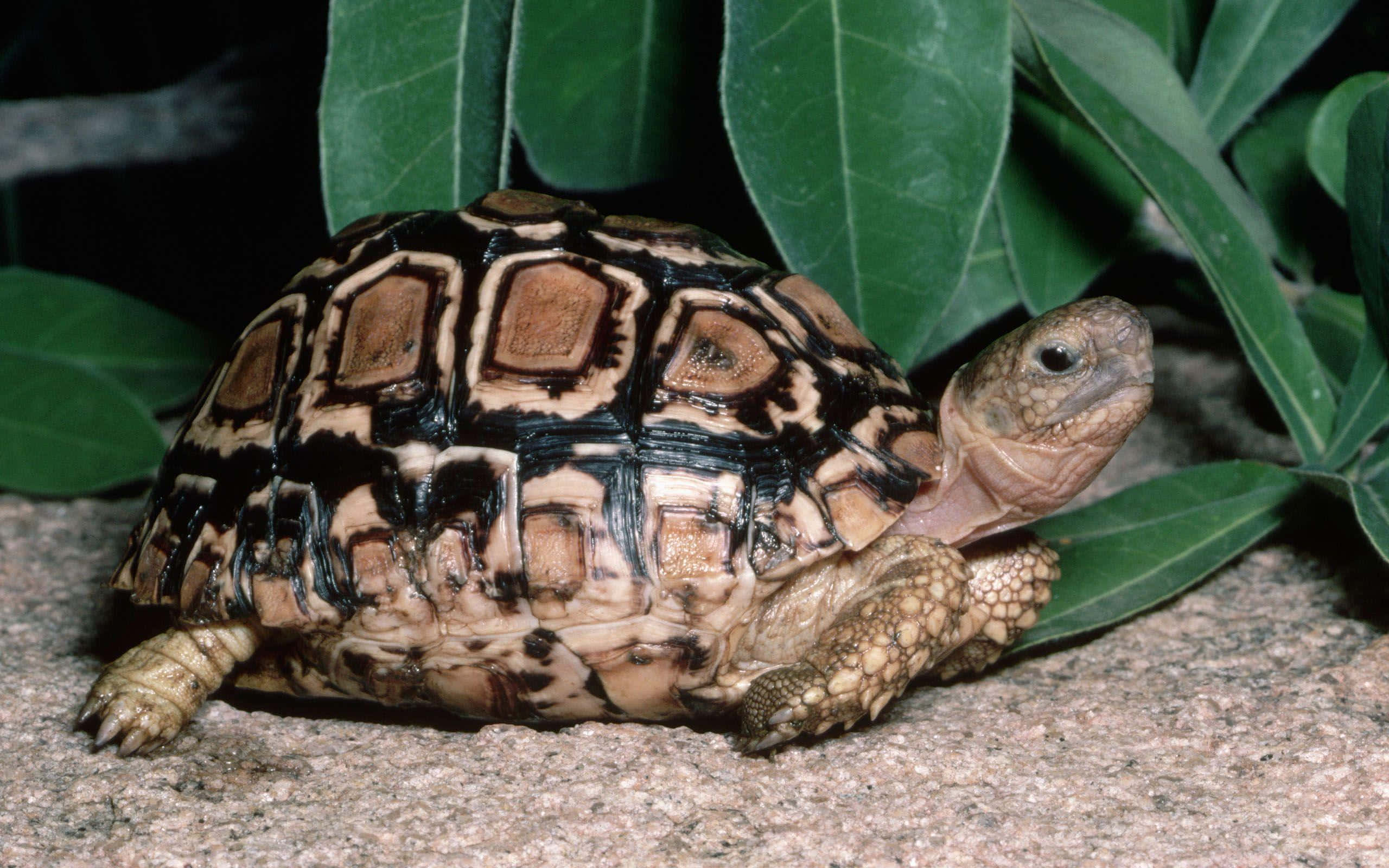 tortoise 桌布 壁紙 — 一隻豹紋陸龜，帶有複雜的棕色和黑色龜殼圖案，在茂密綠葉下的礫石上休息。