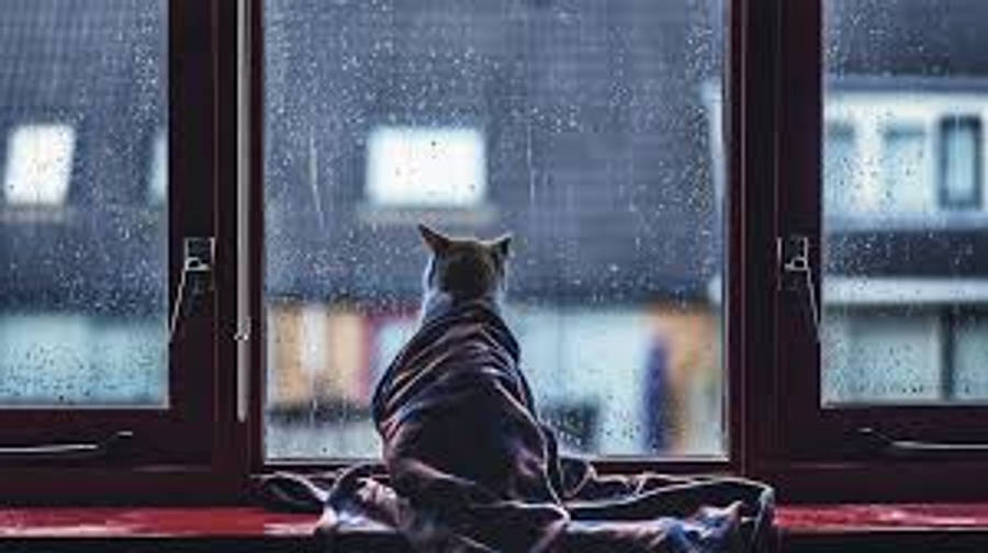 美學貓咪動圖 桌布 壁紙 — 一隻貓裹著毯子坐在雨天的窗台上，透過帶有雨痕的玻璃凝視著模糊的城市建築。