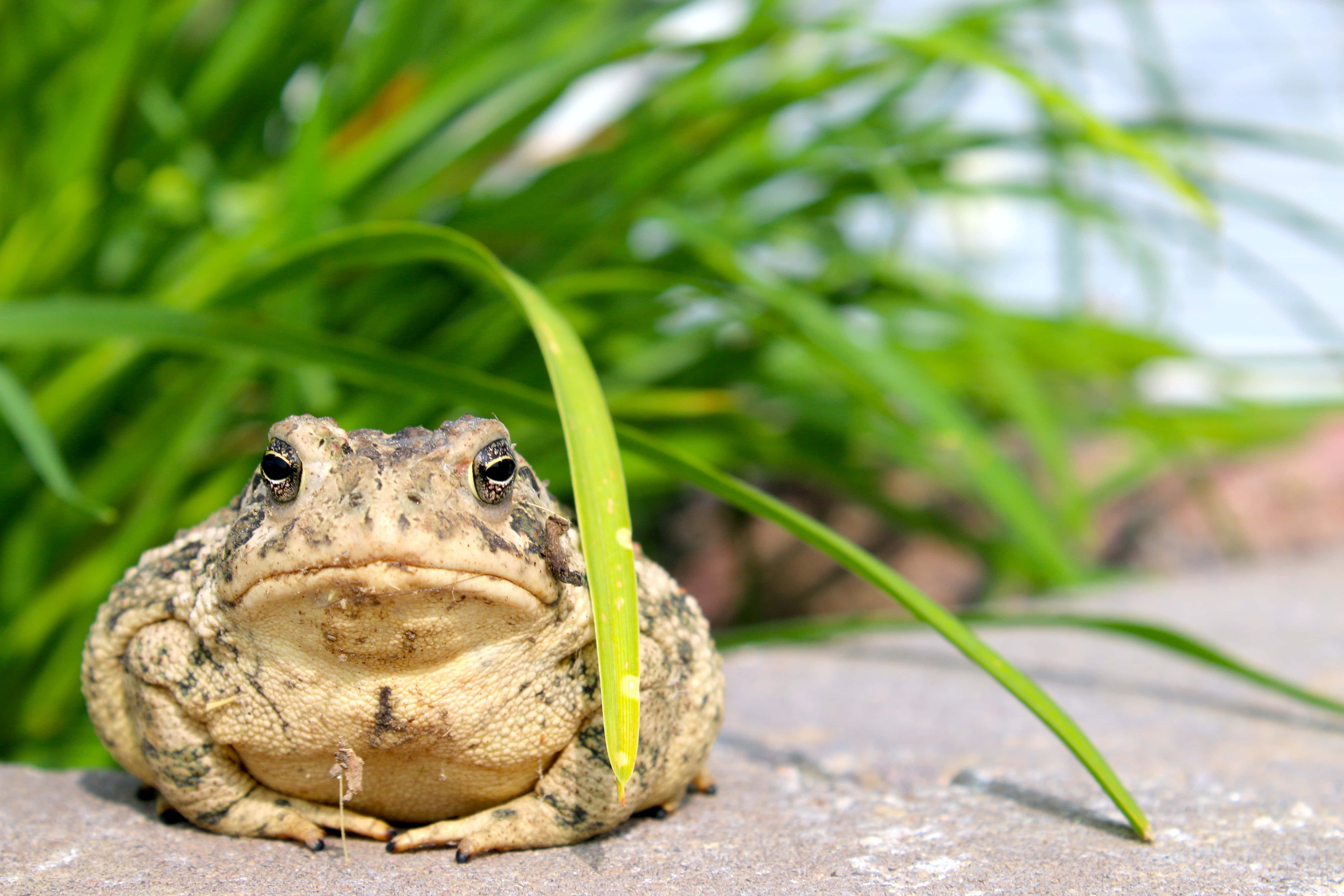 Frog 桌布 壁紙 — 一隻質感十足的蟾蜍在石頭上休息的特寫，背景有鮮豔的綠色草地模糊處理。