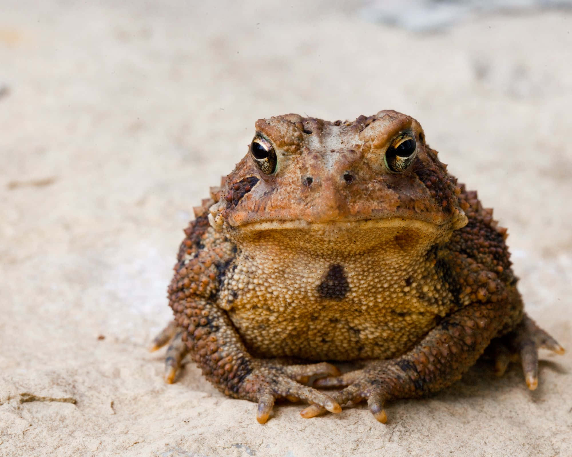 Frog 桌布 壁紙 — 一隻質感粗糙的棕色蟾蜍，眼睛突出，坐在沙地上。