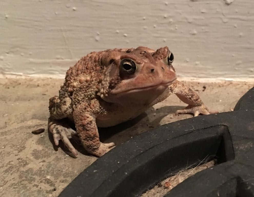 toad 桌布 壁紙 — 一隻質感粗糙的棕色蟾蜍在昏暗光線下坐在混凝土上，靠近一個黑色物體的近距離特寫。