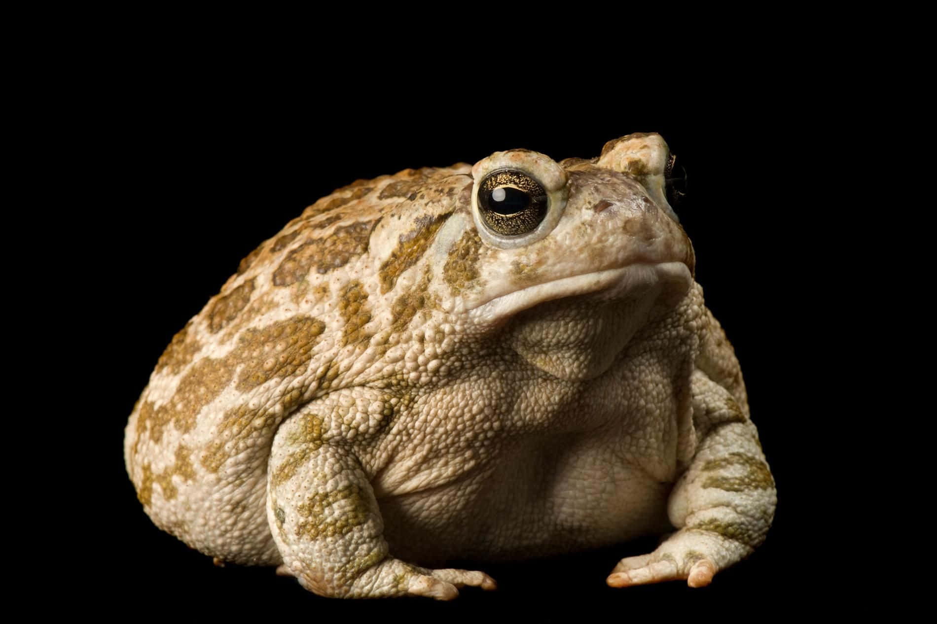 Frog 桌布 壁紙 — 一隻質感豐富的蟾蜍特寫，帶有棕色和米色斑點，背景為純黑色。