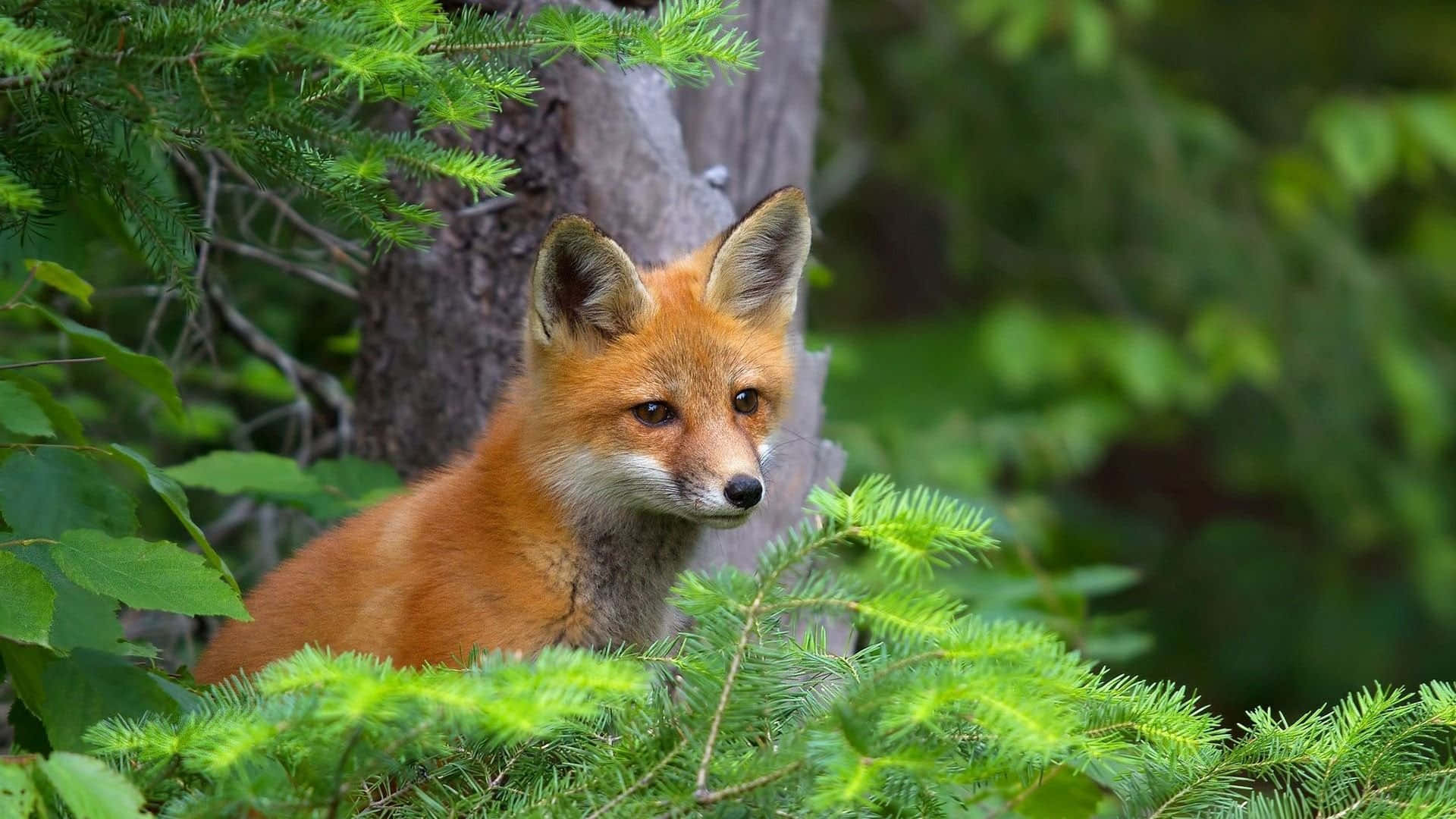 Cool Fox 桌布 壁紙 — 一隻赤狐在陽光明媚的森林中，好奇地從鮮綠的松樹枝後探出頭來。