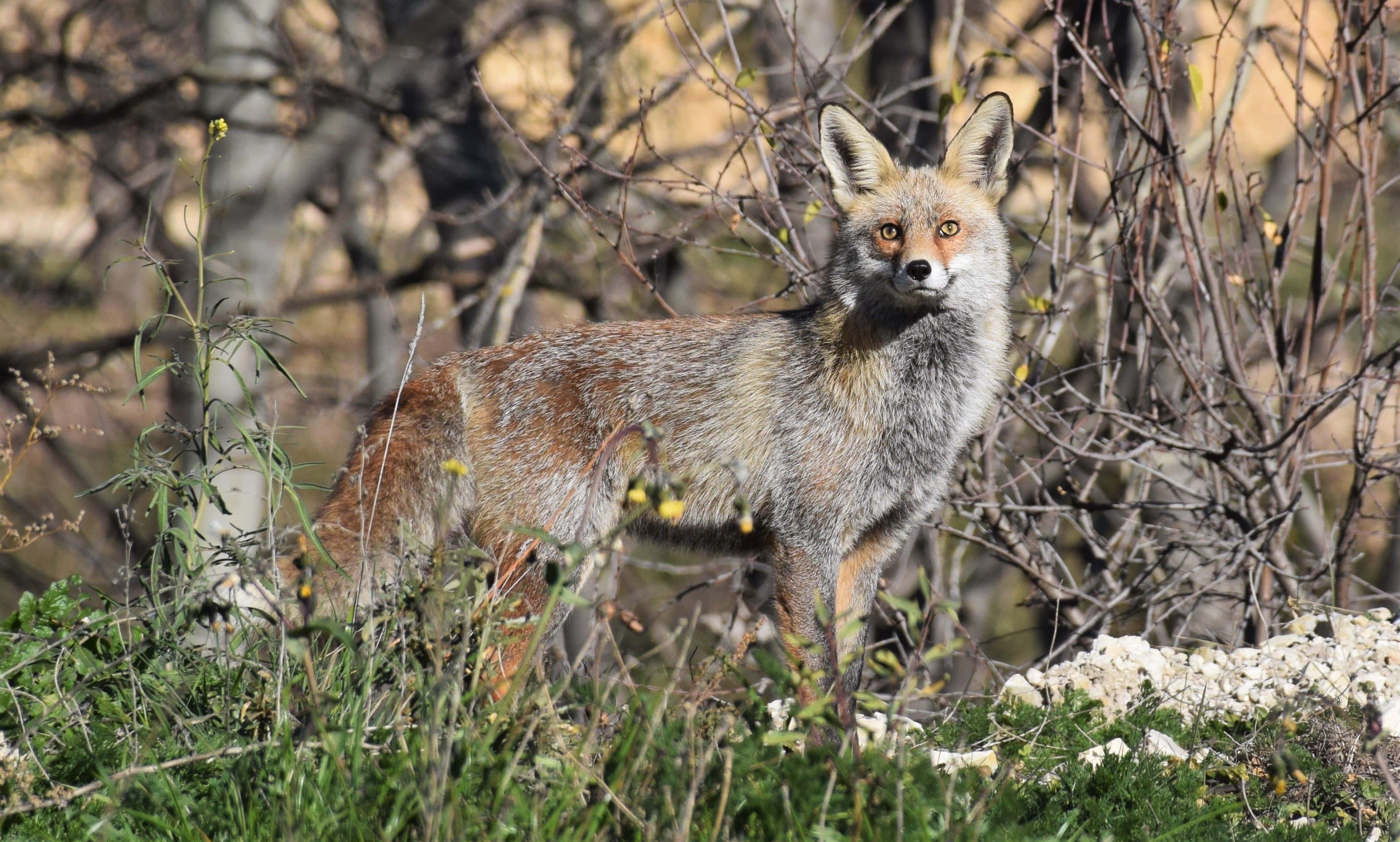 Gray Fox 桌布 壁紙 — 一隻赤狐在陽光照耀的草地和光禿的樹枝間警覺地站立，琥珀色的眼睛帶著野性的好奇直視前方。