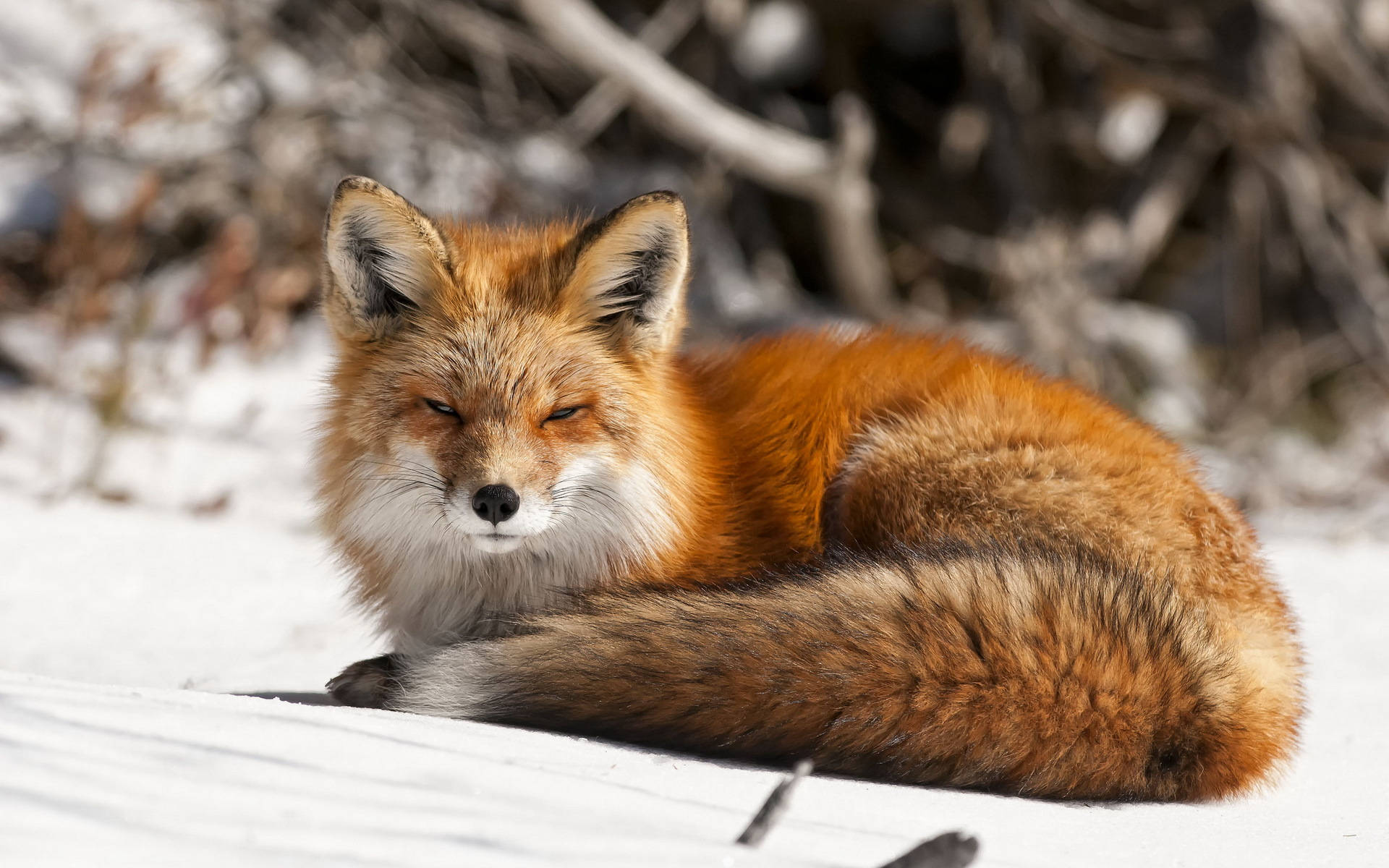 cute kawaii fox 桌布 壁紙 — 一隻赤狐在雪中平靜地休息，半閉著眼睛，背景是模糊的冬日景色。