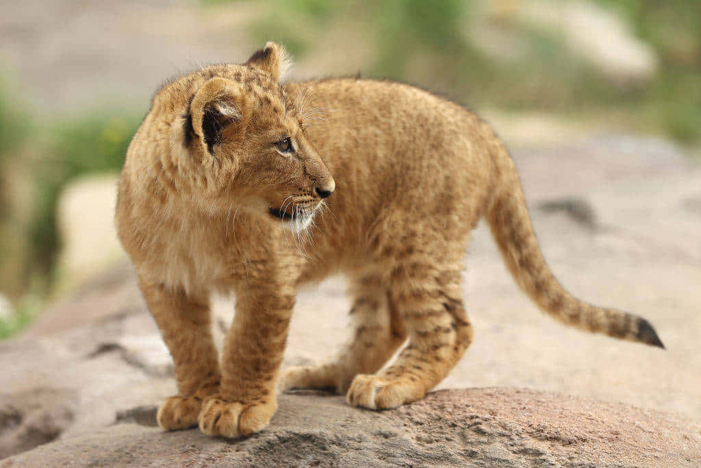 Baby Lion 桌布 壁紙 — 一隻身上有斑點毛皮的幼獅站在陽光照射的岩石上，警覺地凝視遠方。