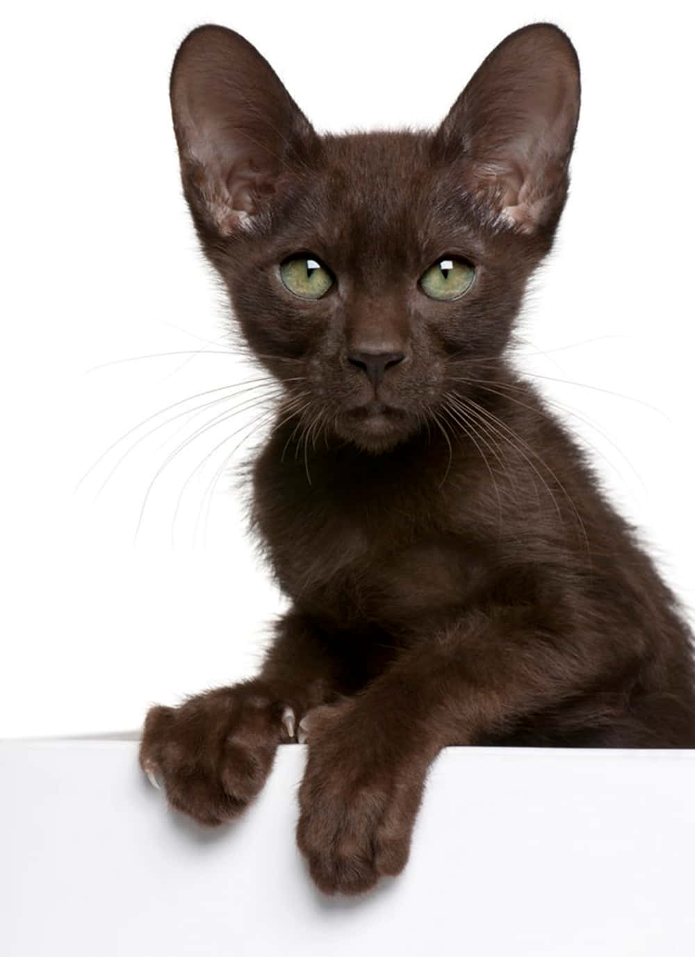 Havana Brown Cat 桌布 壁紙 — 一隻身形纖瘦的深棕色小貓，有著引人注目的綠色眼睛，好奇地從白色表面上方窺視，背景是純白色。